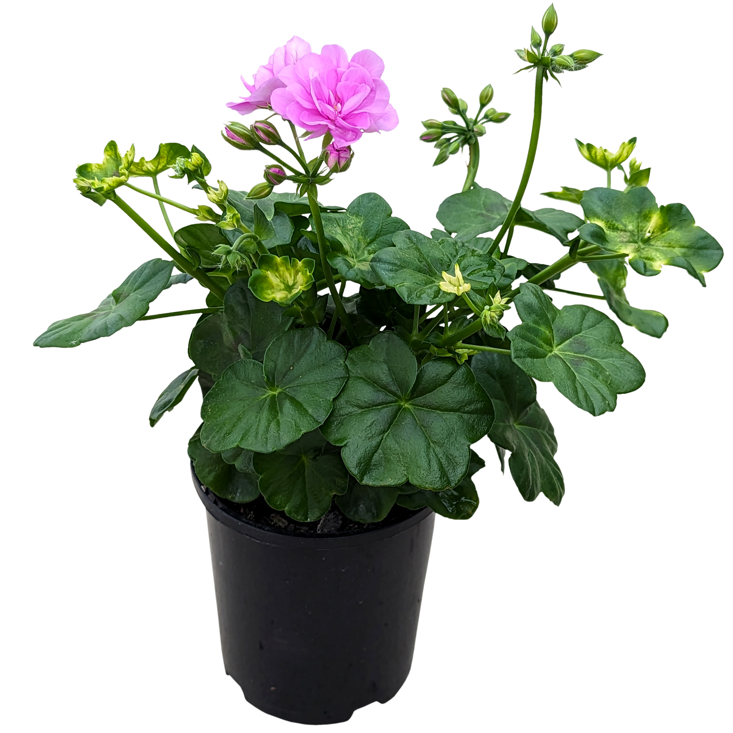 Ivy Geranium Light Pink