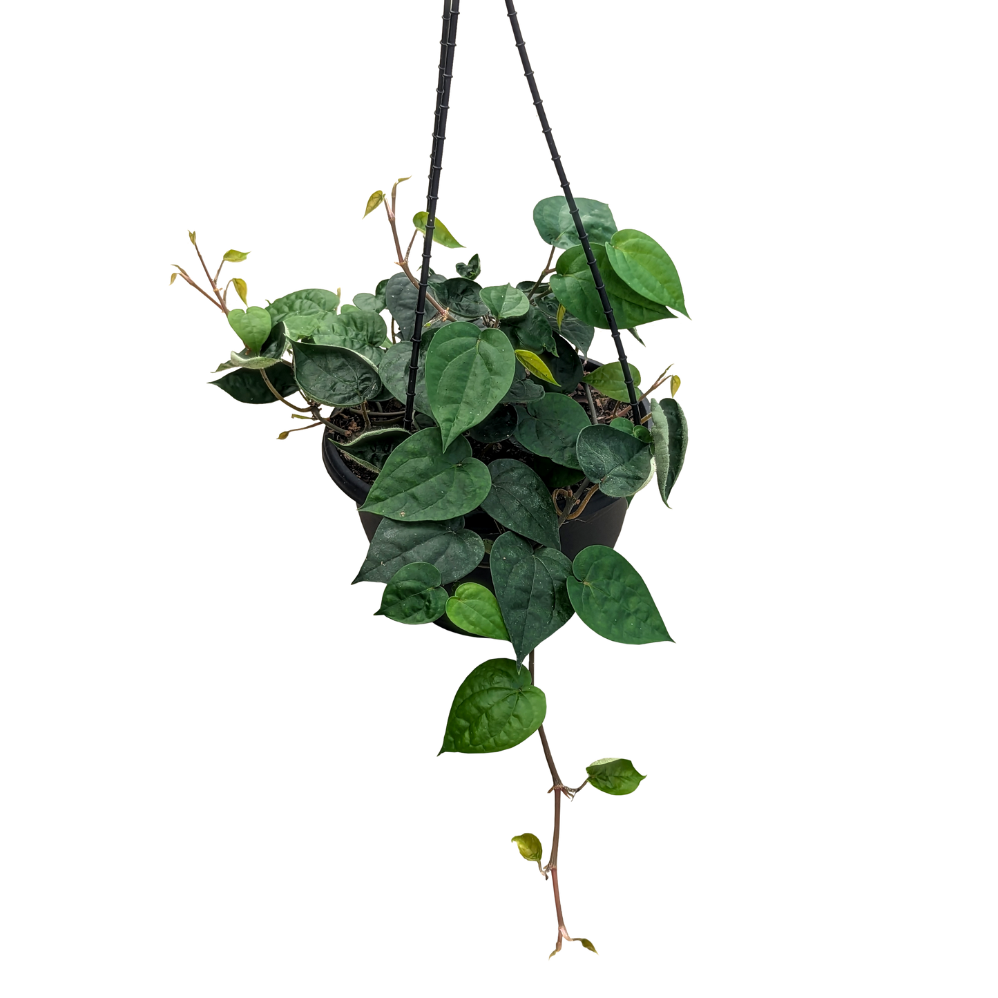 green heart shaped trailing hanging basket. Piper betel.