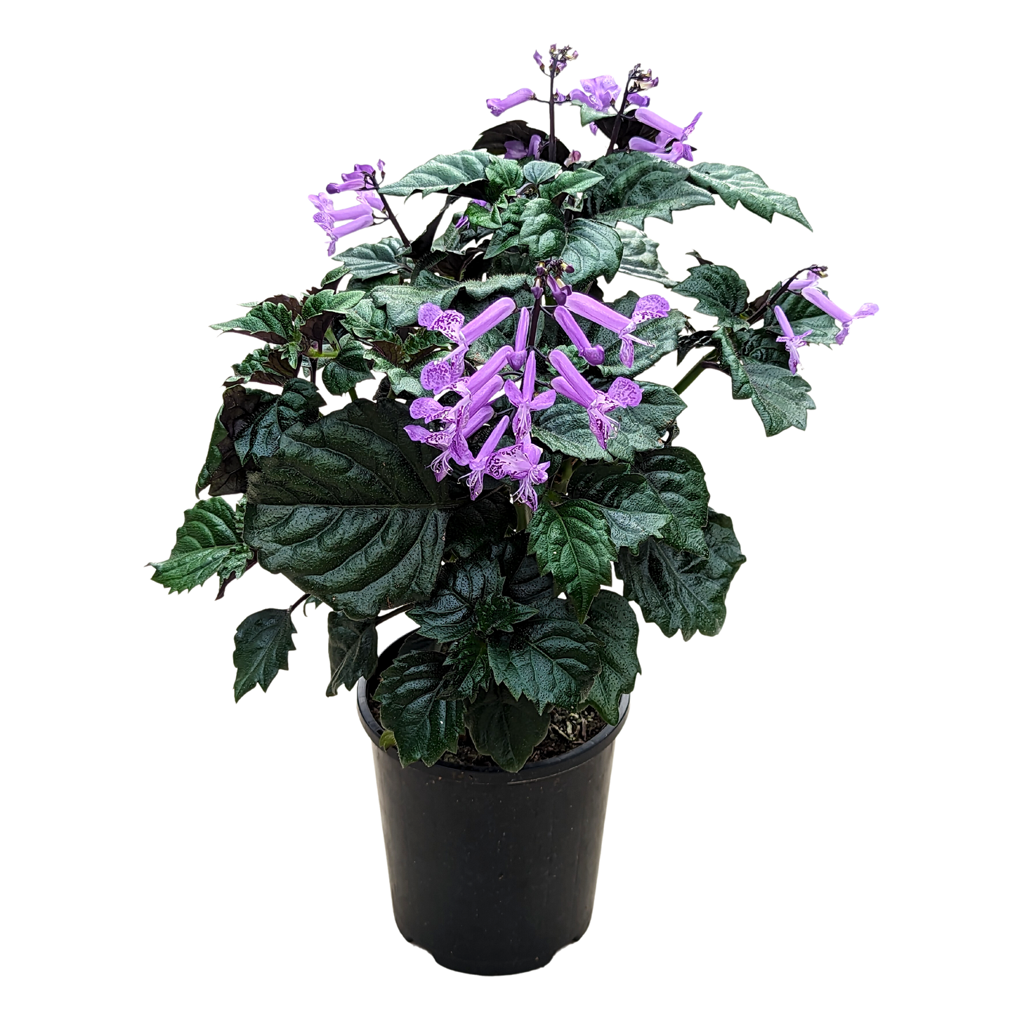 Plectranthus Lion Blue. Deep green serrated leaf with speckled purple trumpet shaped flower clusters.