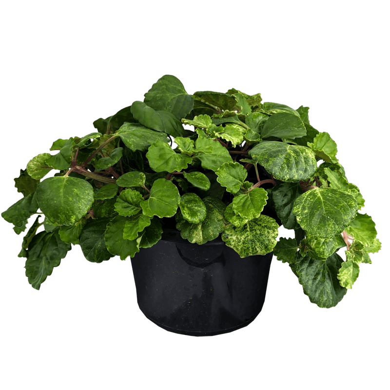 Plectranthus australis - Swedish Ivy