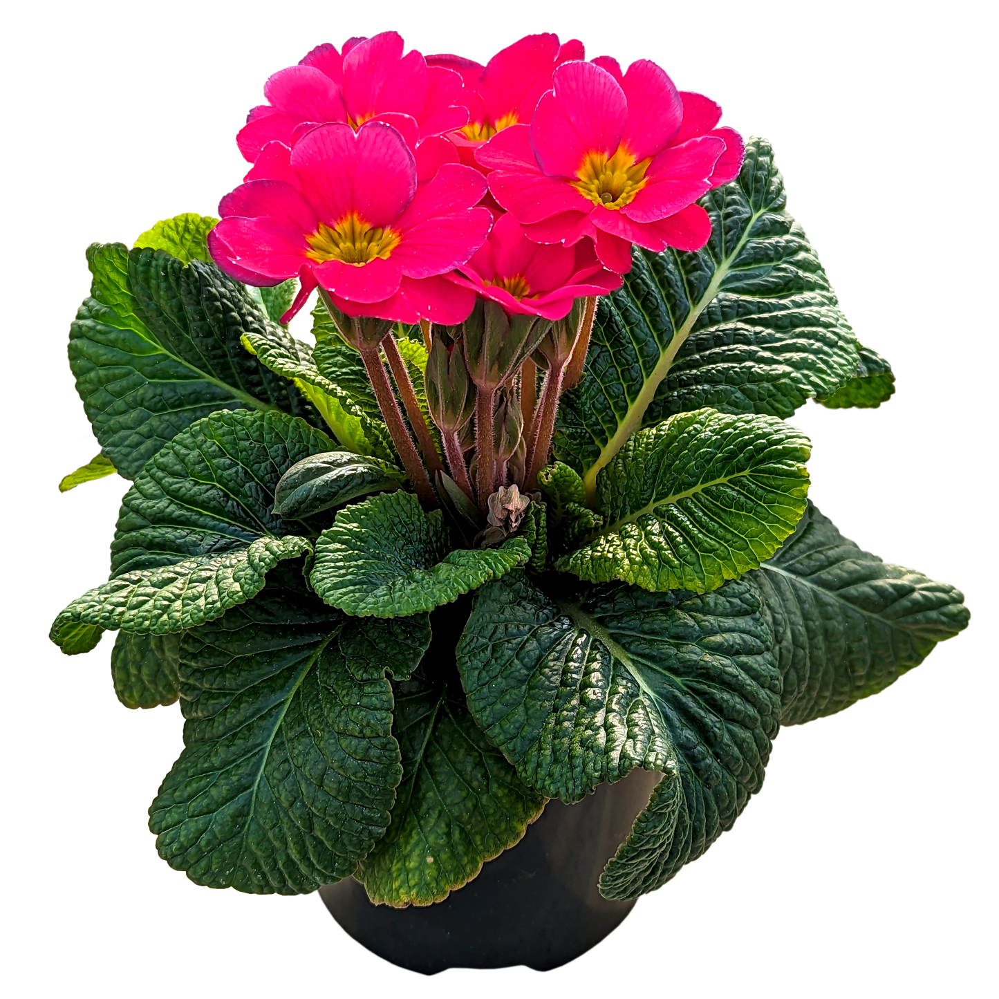 Primula acaulis - Polyanthus 100mm / Pink