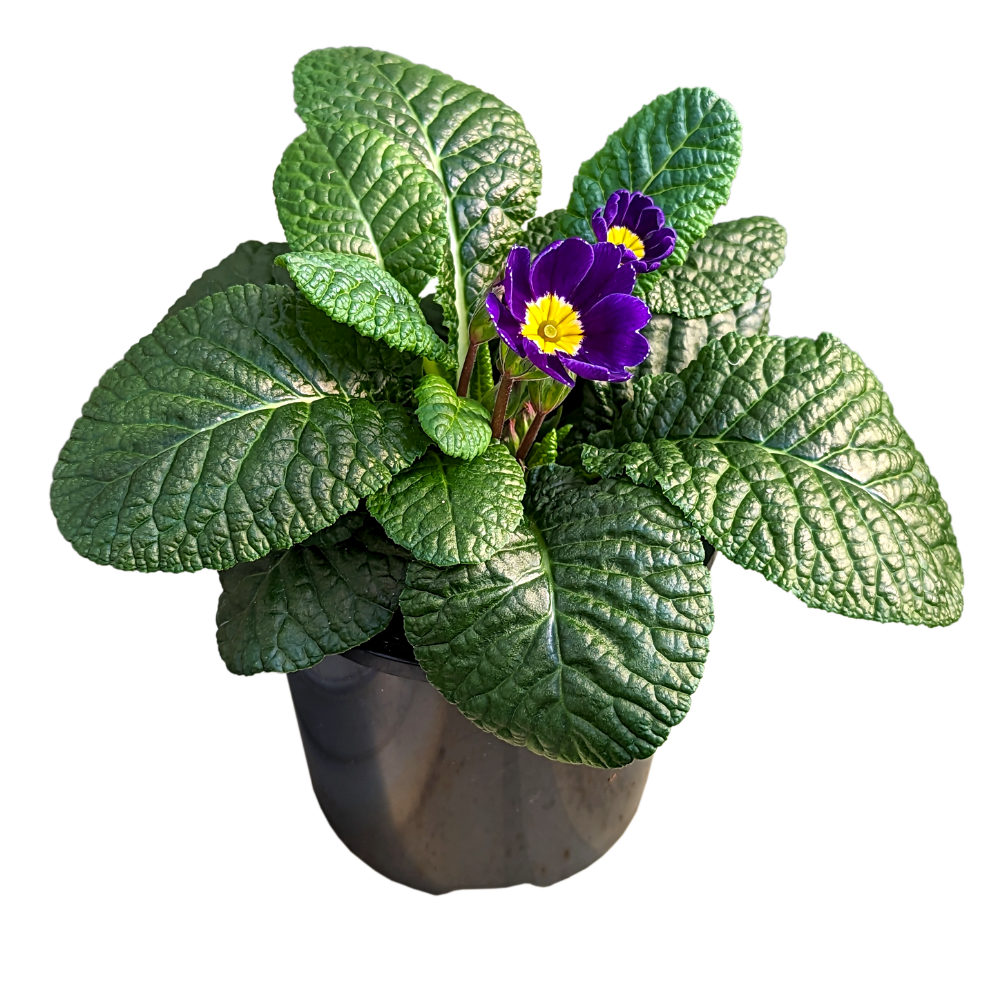 Primula acaulis - Polyanthus 100mm / Purple