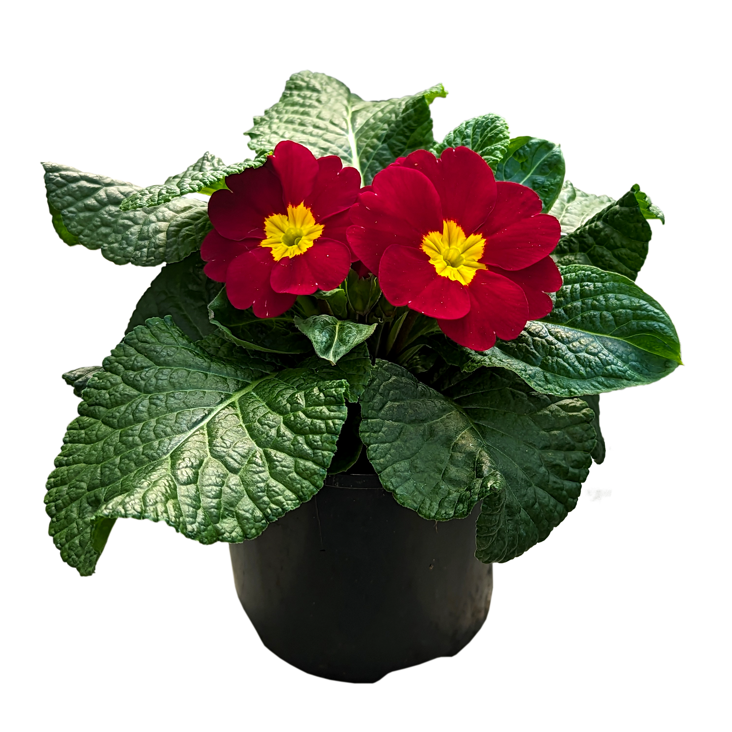 Primula acaulis - Polyanthus 100mm / Red