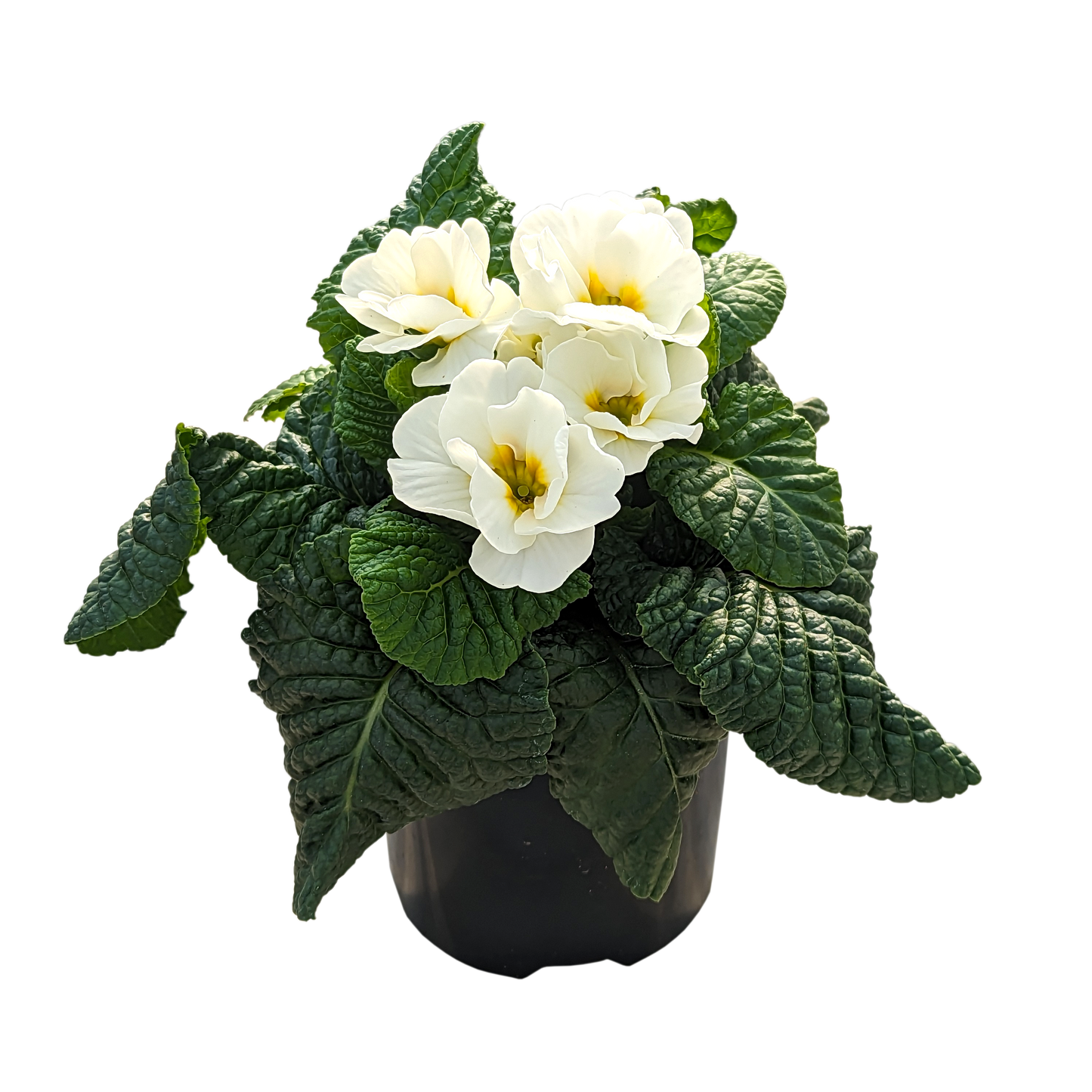 Primula acaulis - Polyanthus 100mm / White