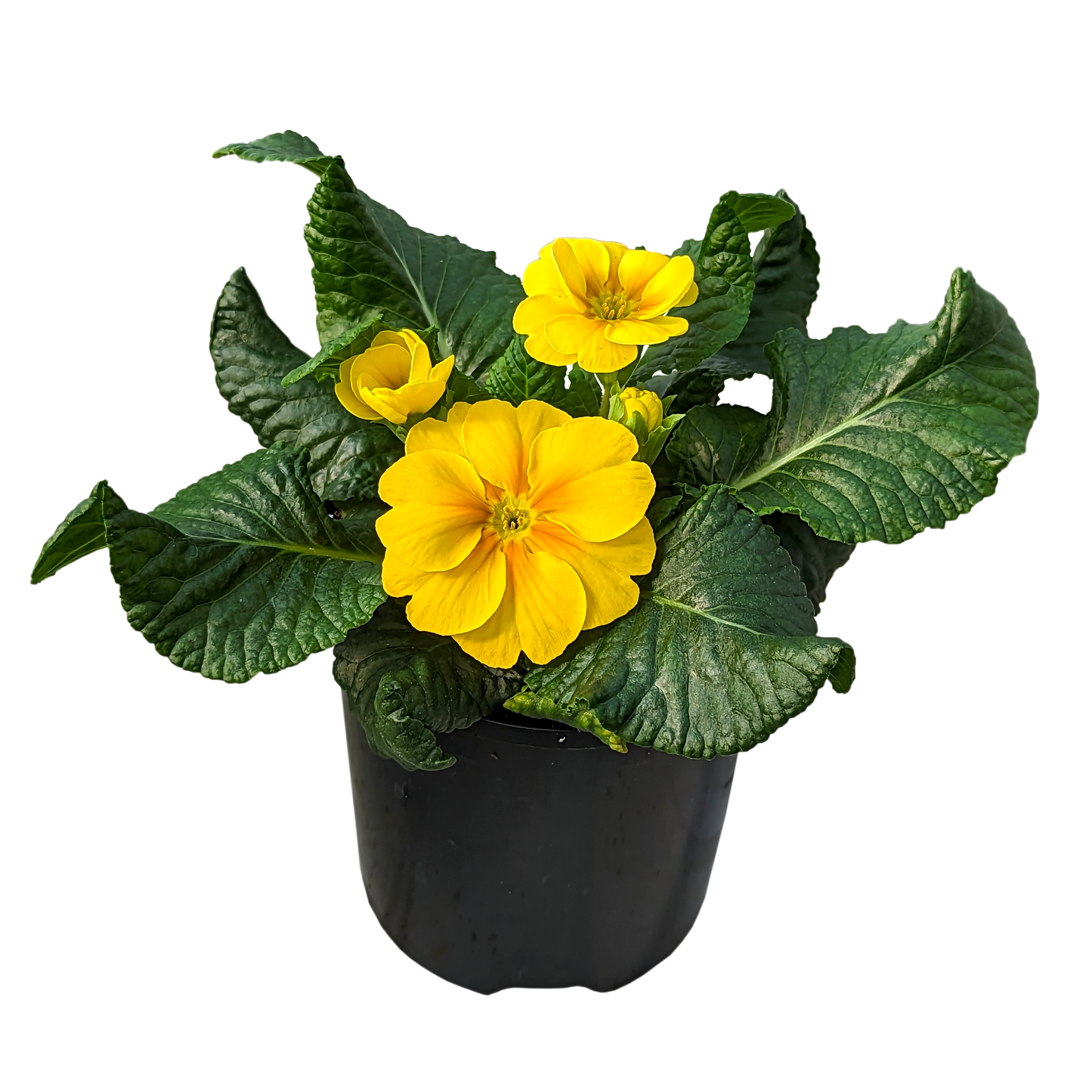 Primula acaulis - Polyanthus 100mm / Yellow