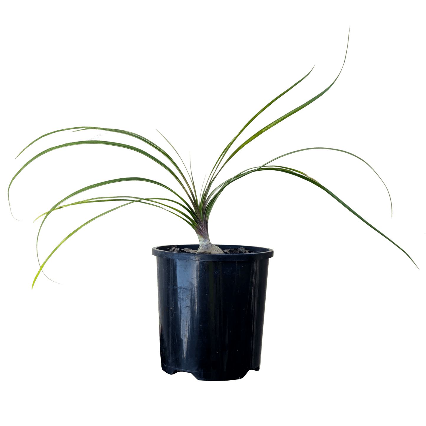Ponytail Palm 100mm