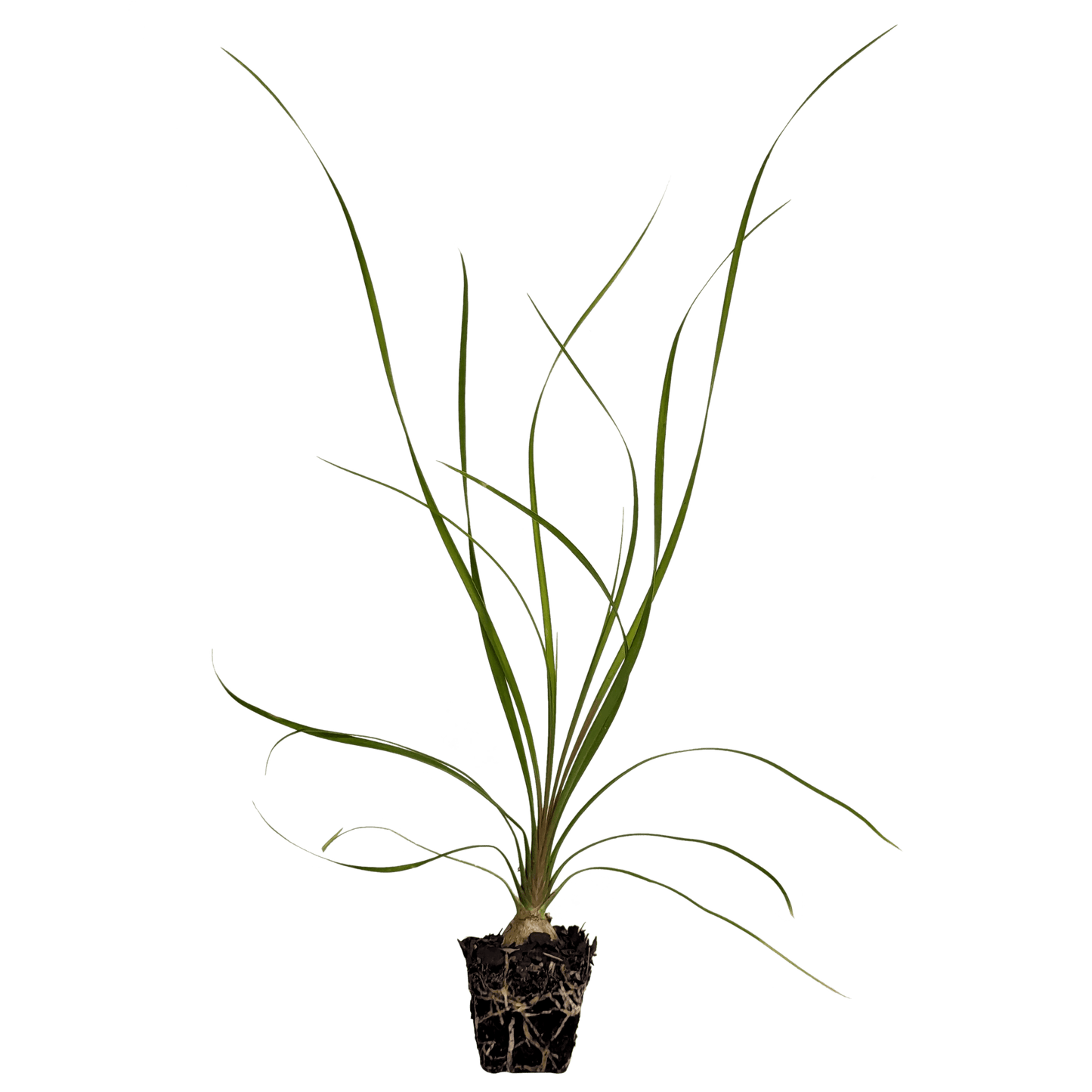 Bare root ponytail palm