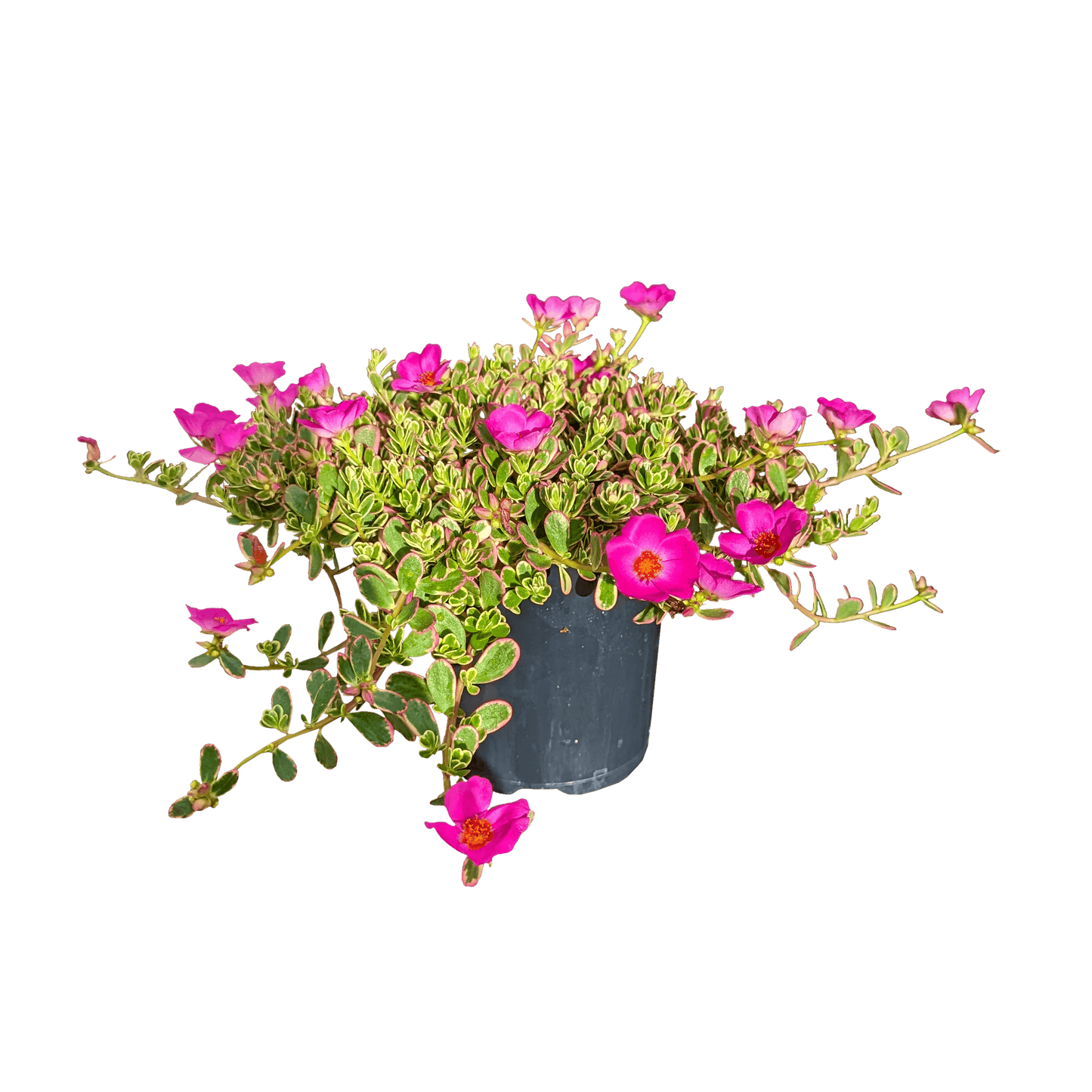 Portulaca oleracea - Variegated Purslane