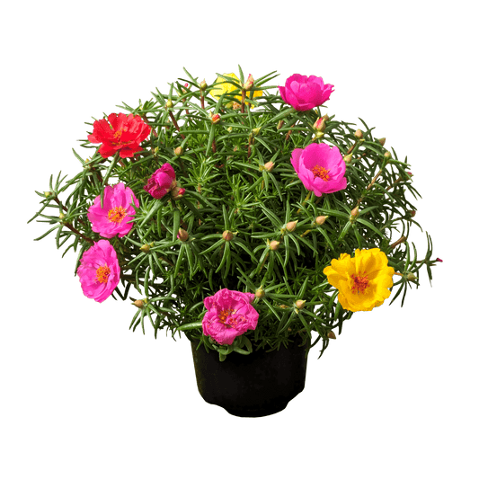 Portulaca grandiflora - Moss Rose 125mm