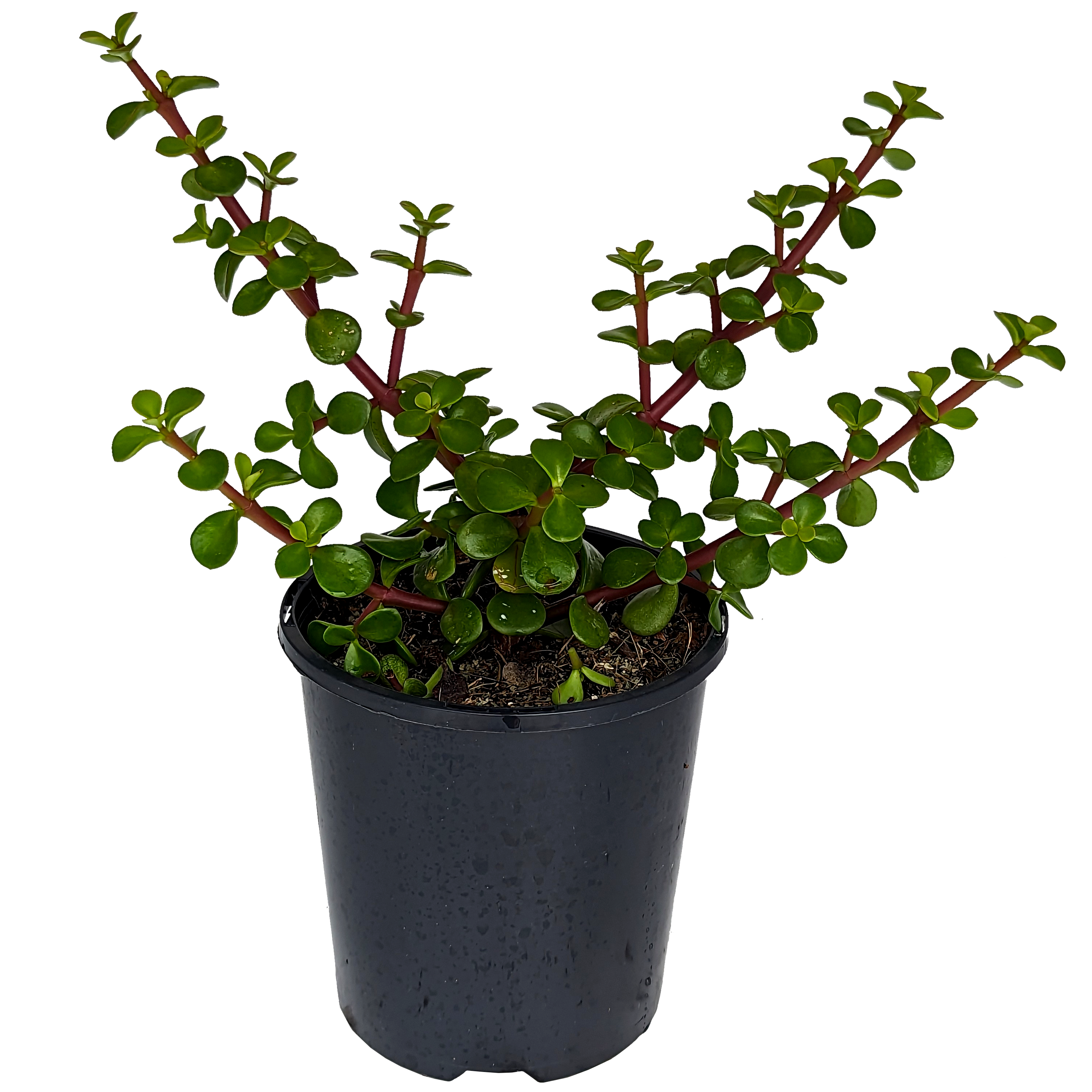 jade plant superstition Portulacaria - Jade Plant - Elephant Bush