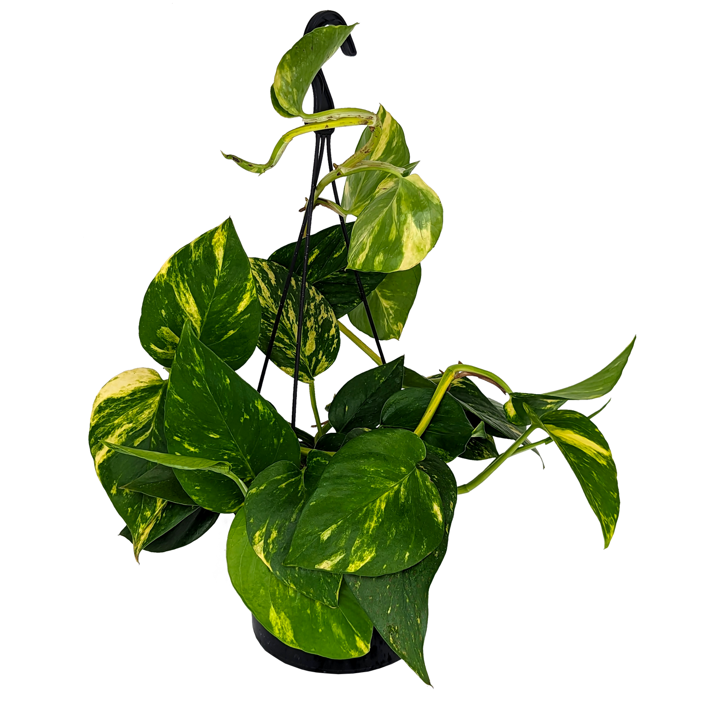 green and yellow marbled foliage pothos devils ivy, trailing hanging basket.