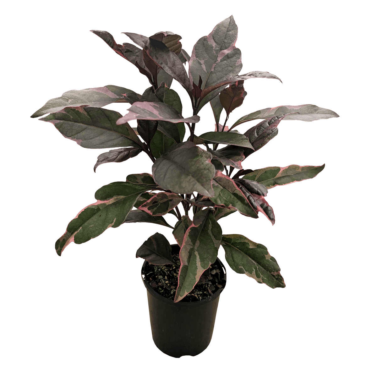 Pseuderanthemum atropurpureum Burgundy