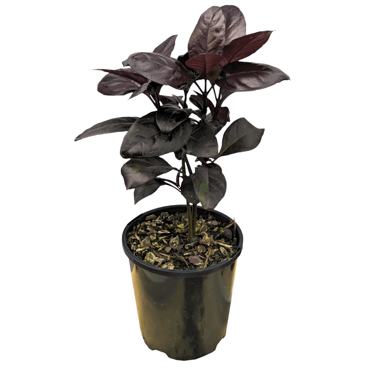 Pseuderanthemum Black Satin