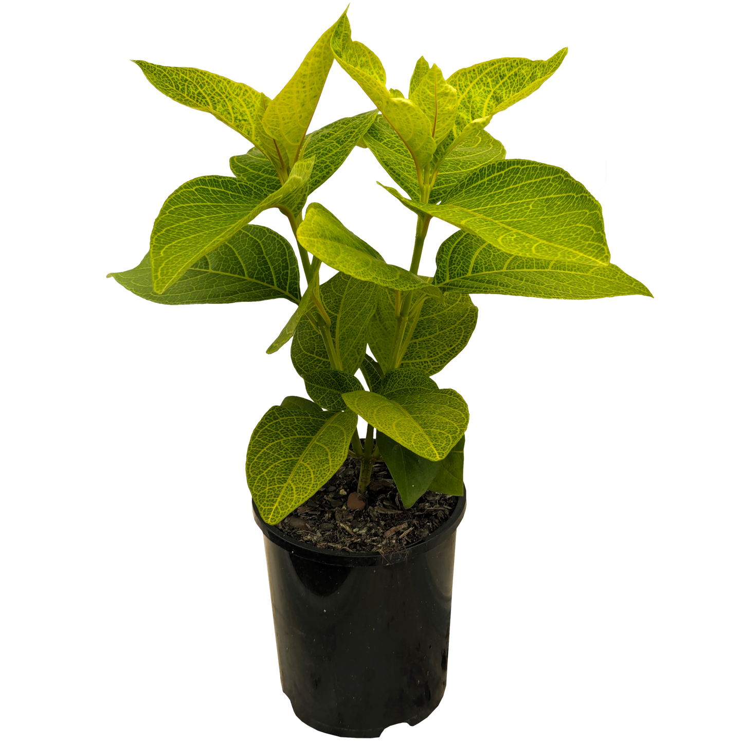 Large leaf foliage Pseuderanthemum Gold plant with lime green leaves with yellow veining.