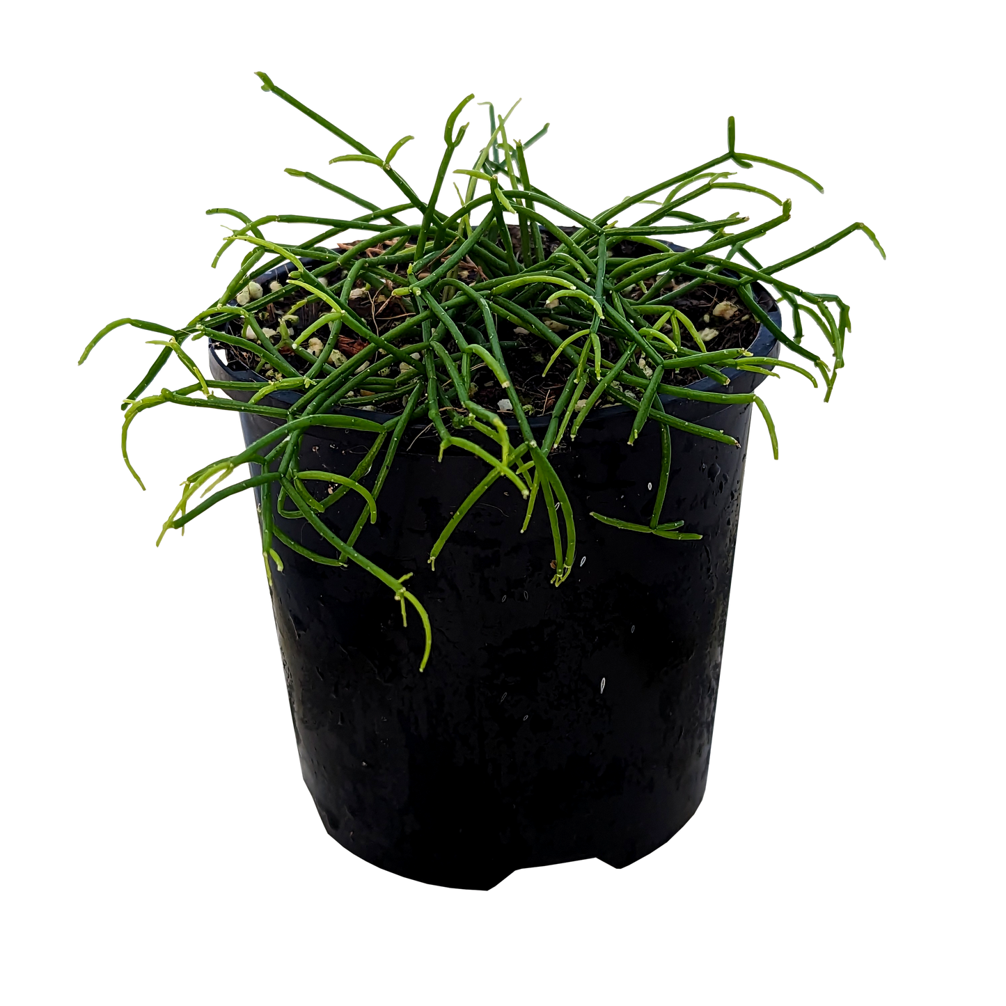 Rhipsalis campos-portoana | Jungle Cactus 100mm