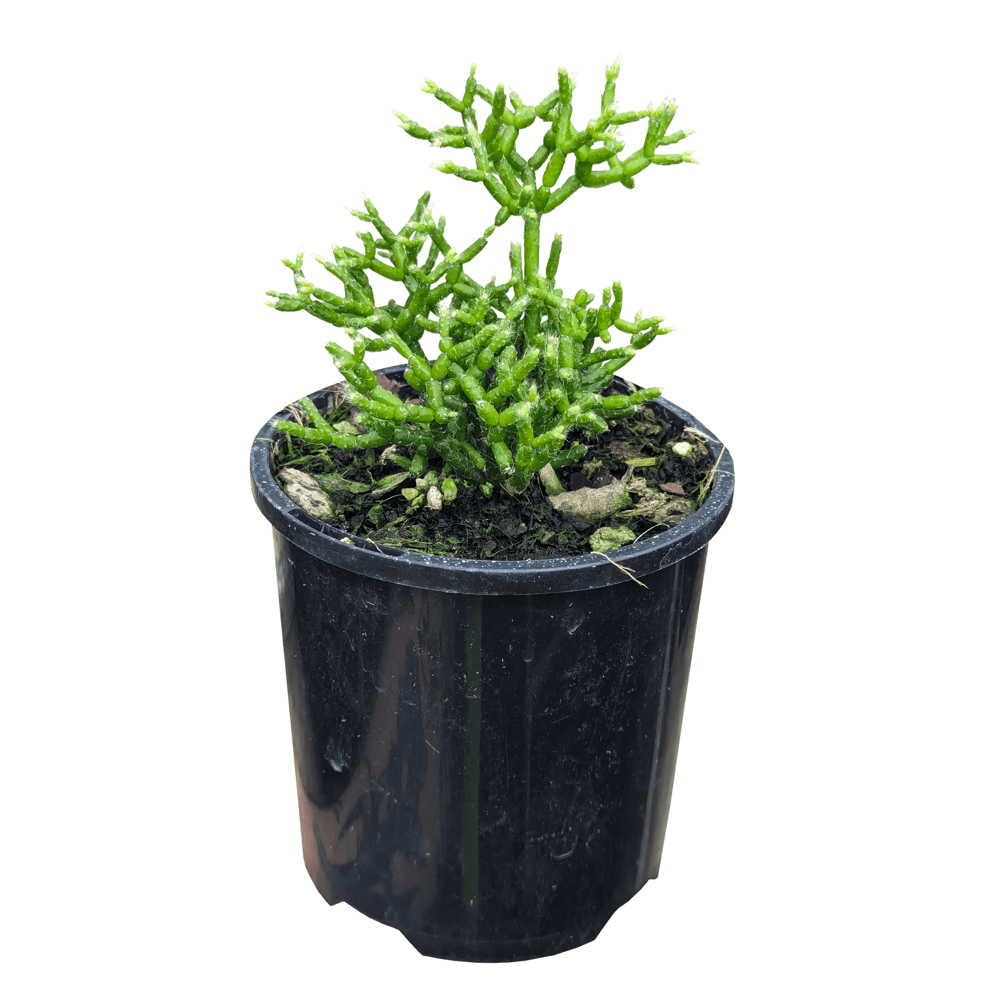 Rhipsalis cereuscula