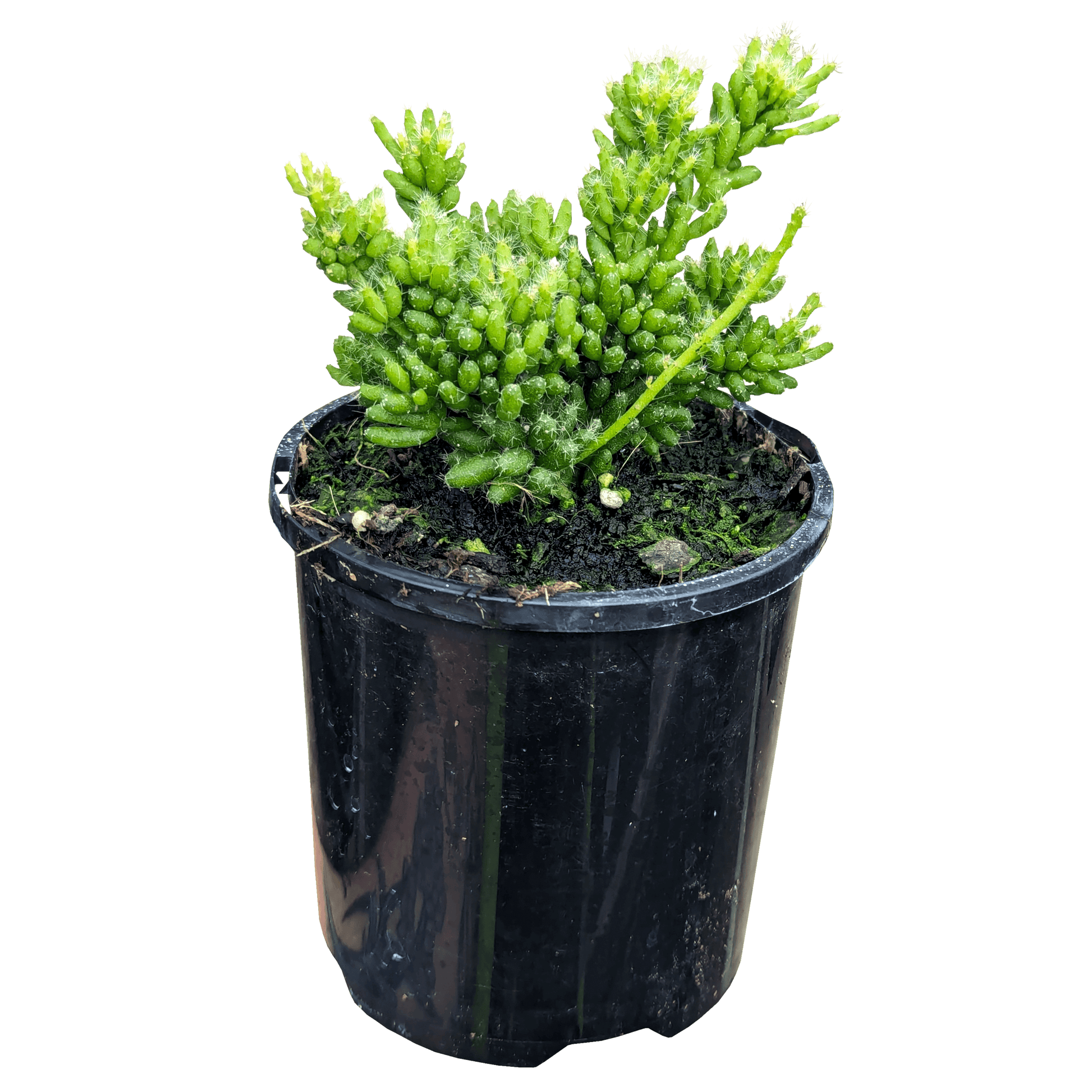 Rhipsalis mesembryanthemoides 100mm