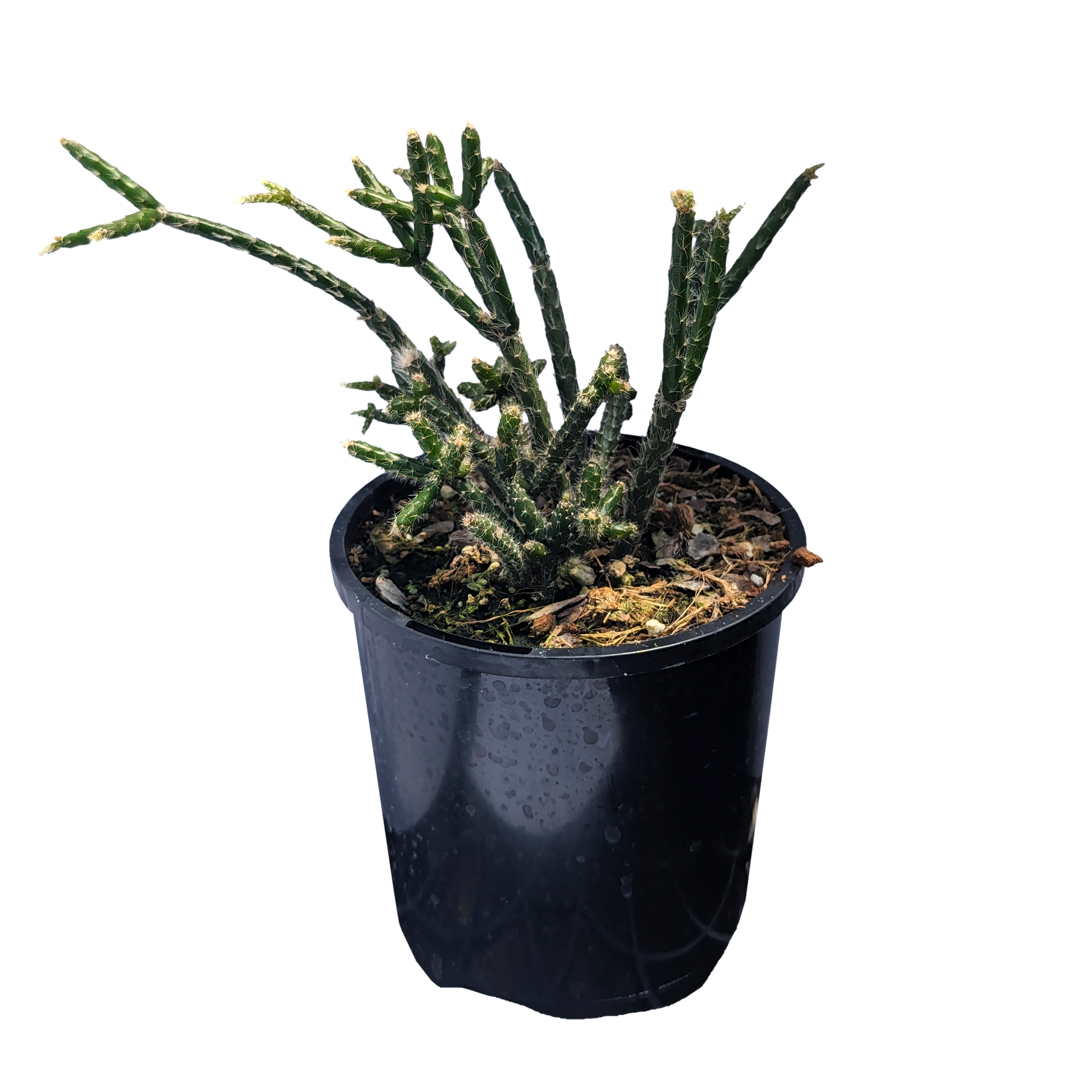 Rhipsalis pilocarpa 100mm,155mm