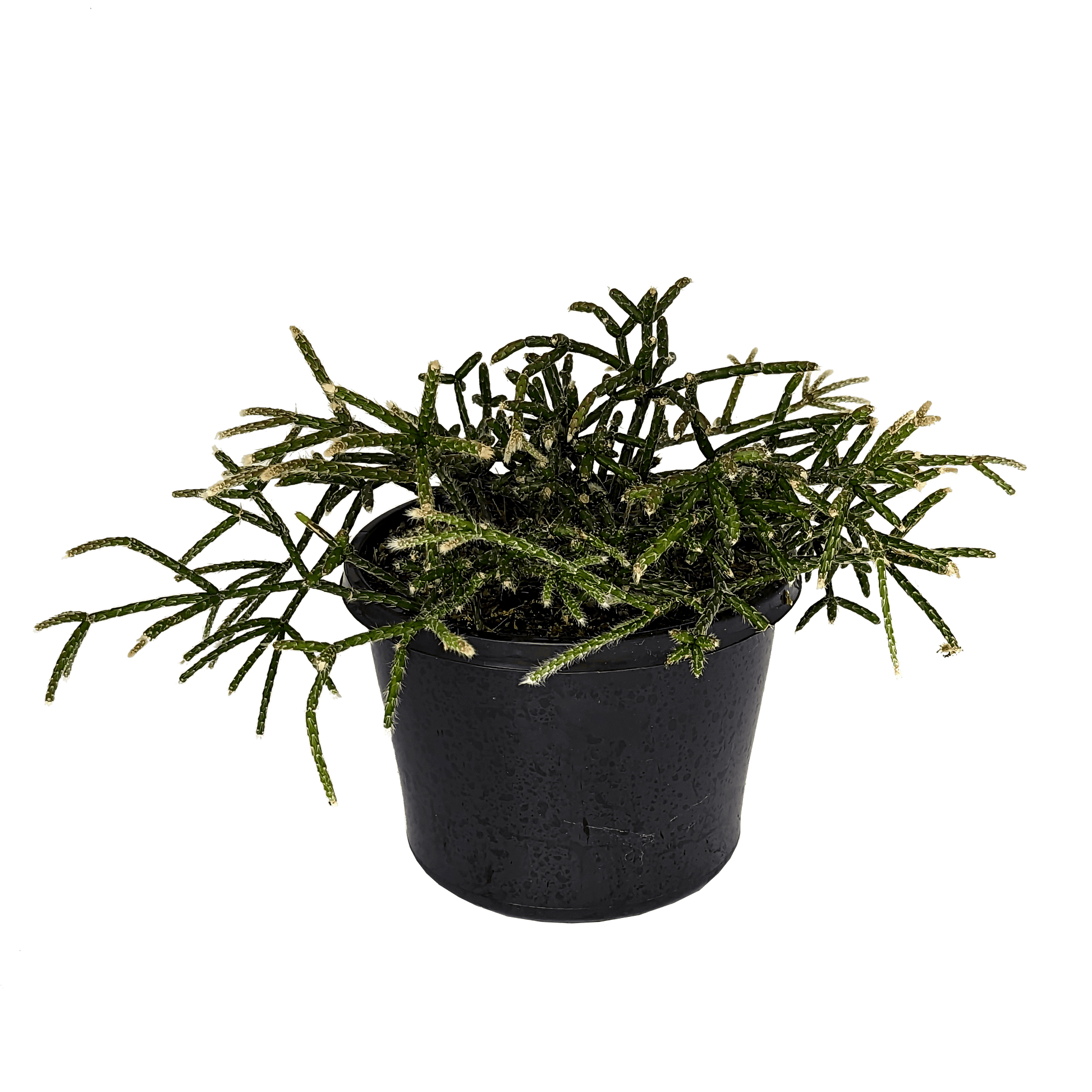 Rhipsalis pilocarpa 100mm,155mm