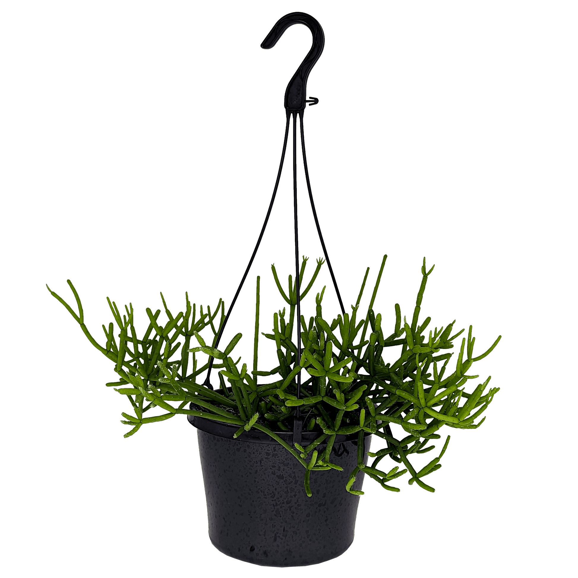 Rhipsalis teres 100mm,155mm