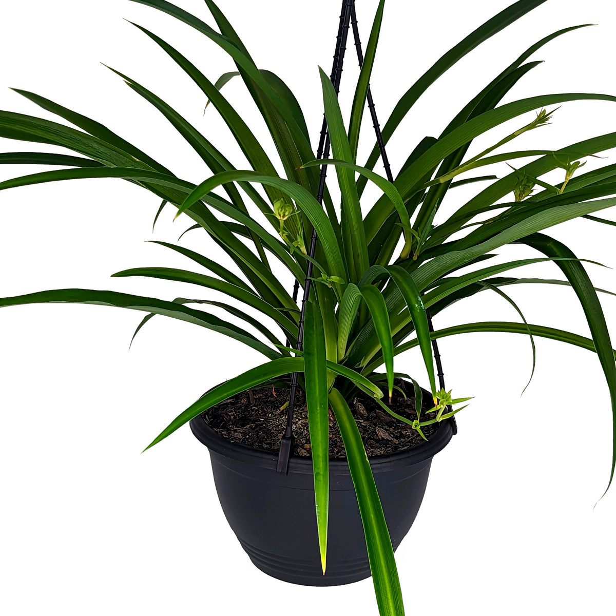 Chlorophytum comosum - Green Spider Plant 200mm