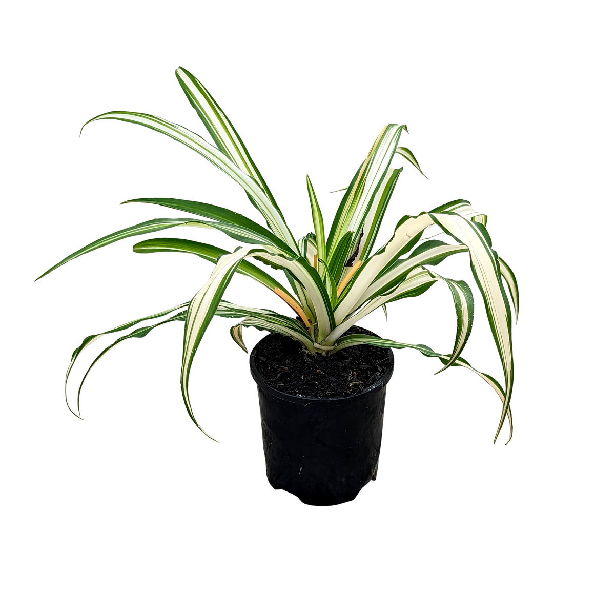 Chlorophytum comosum Vittatum - Spider Plant 100mm