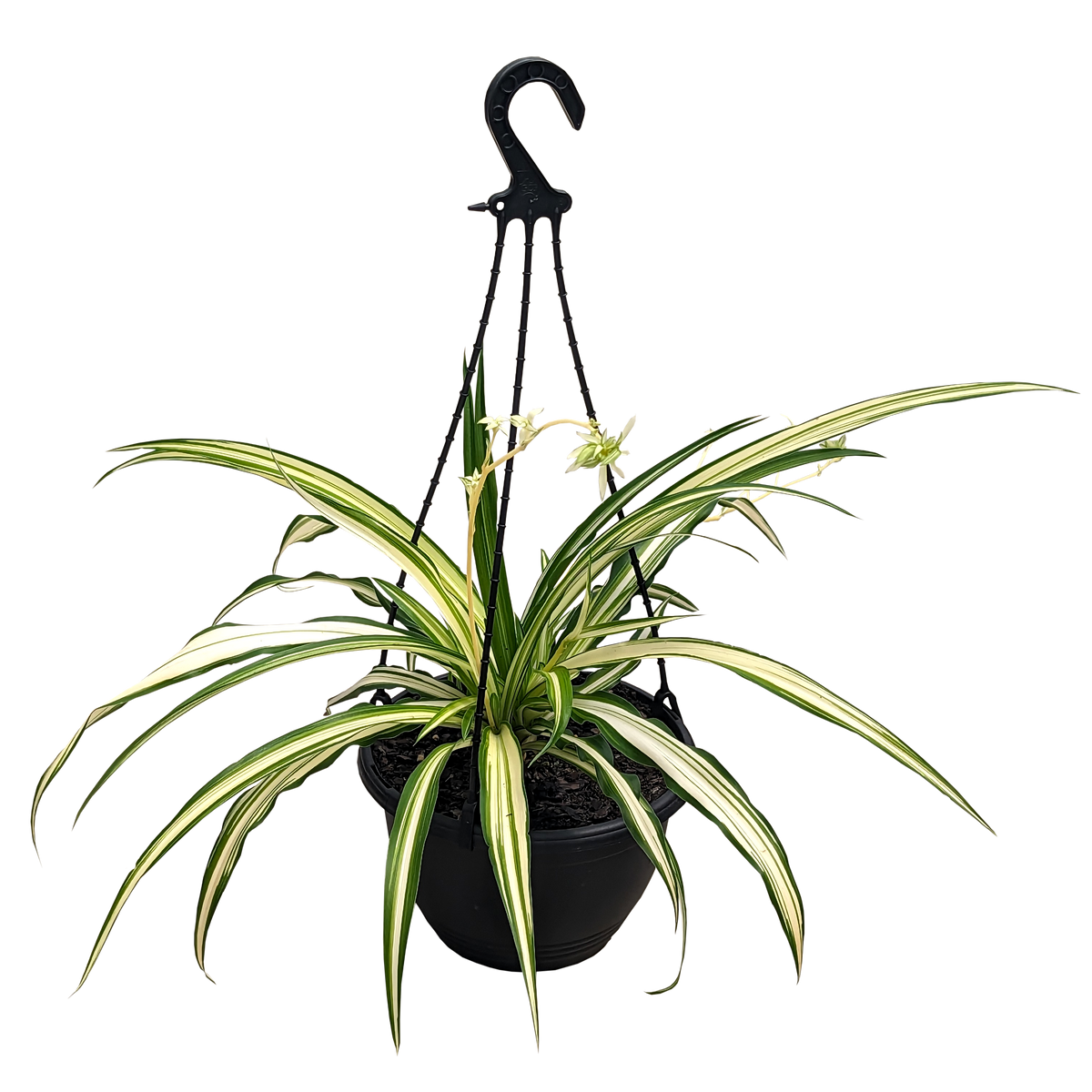 Chlorophytum comosum Vittatum - Spider Plant 200mm