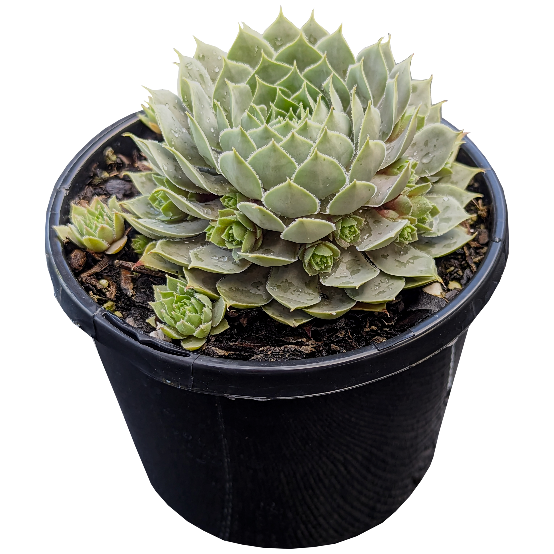 Sempervivum Berry Blue 125mm