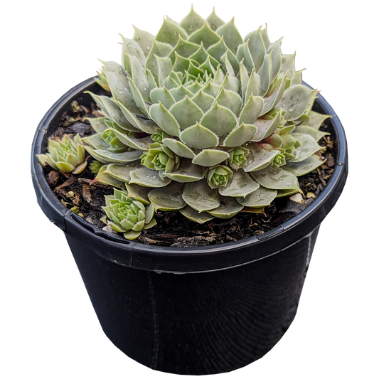 Sempervivum Berry Blue 125mm