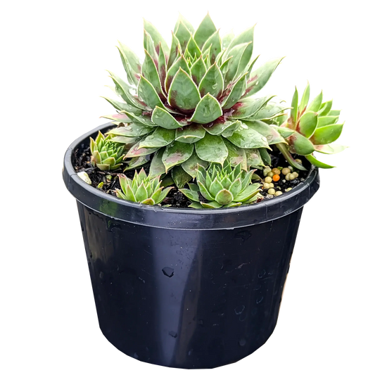 Sempervivum Cranberry Cocktail 125mm