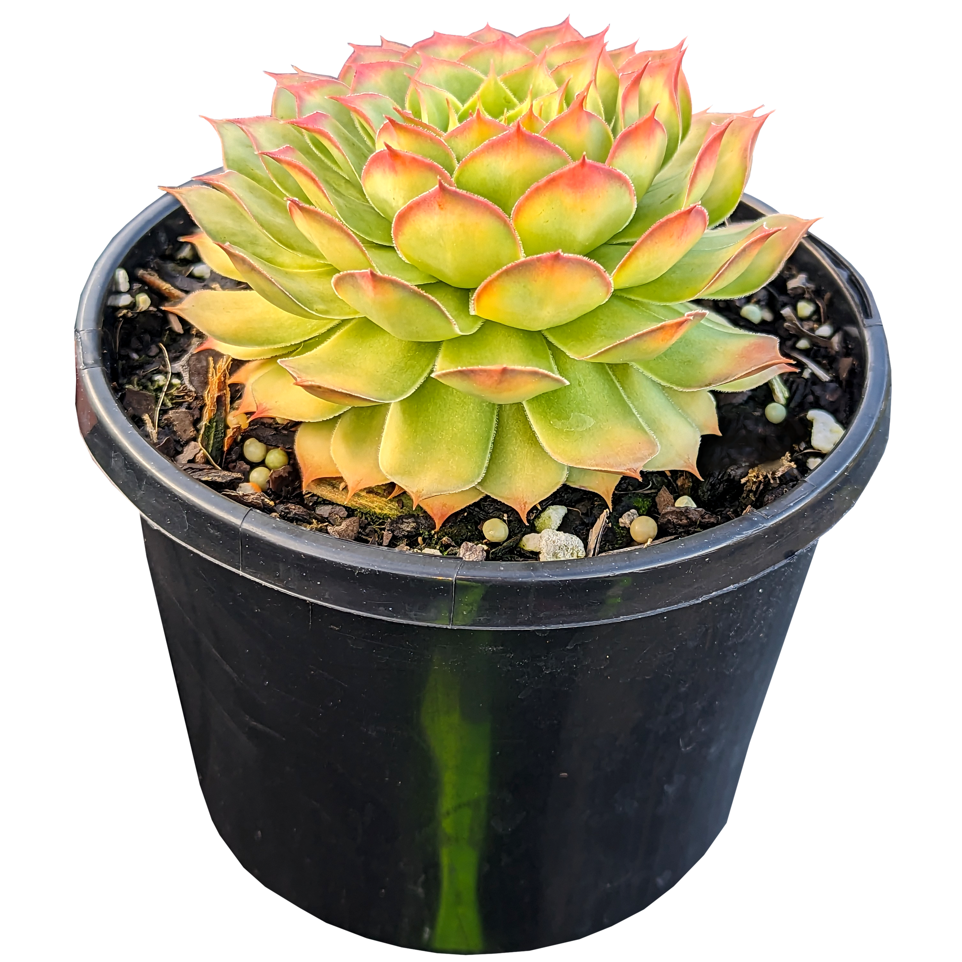 Sempervivum Gold Nugget 125mm