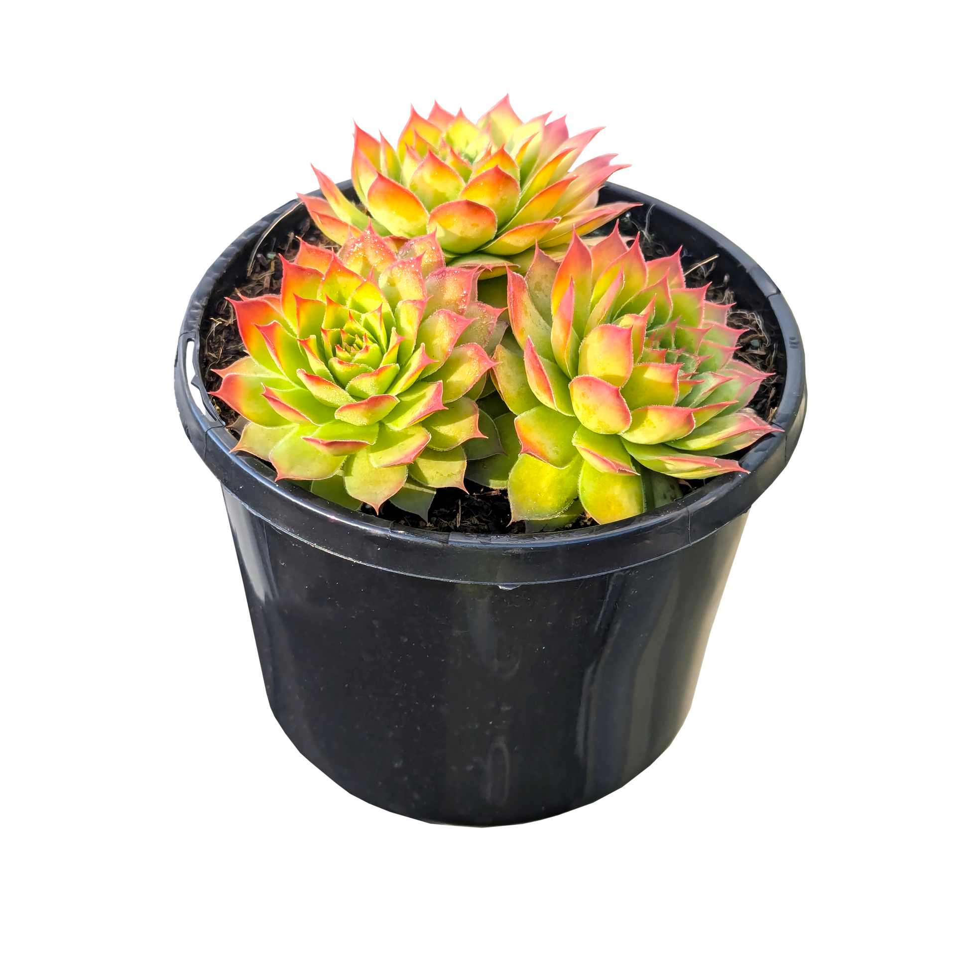 Sempervivum Gold Nugget 125mm