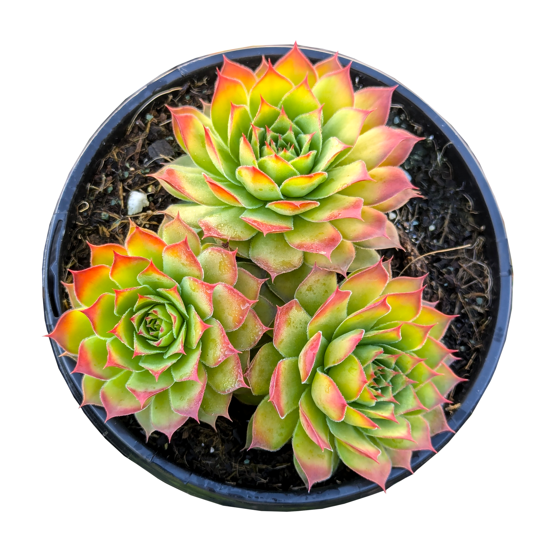 Sempervivum Gold Nugget 125mm