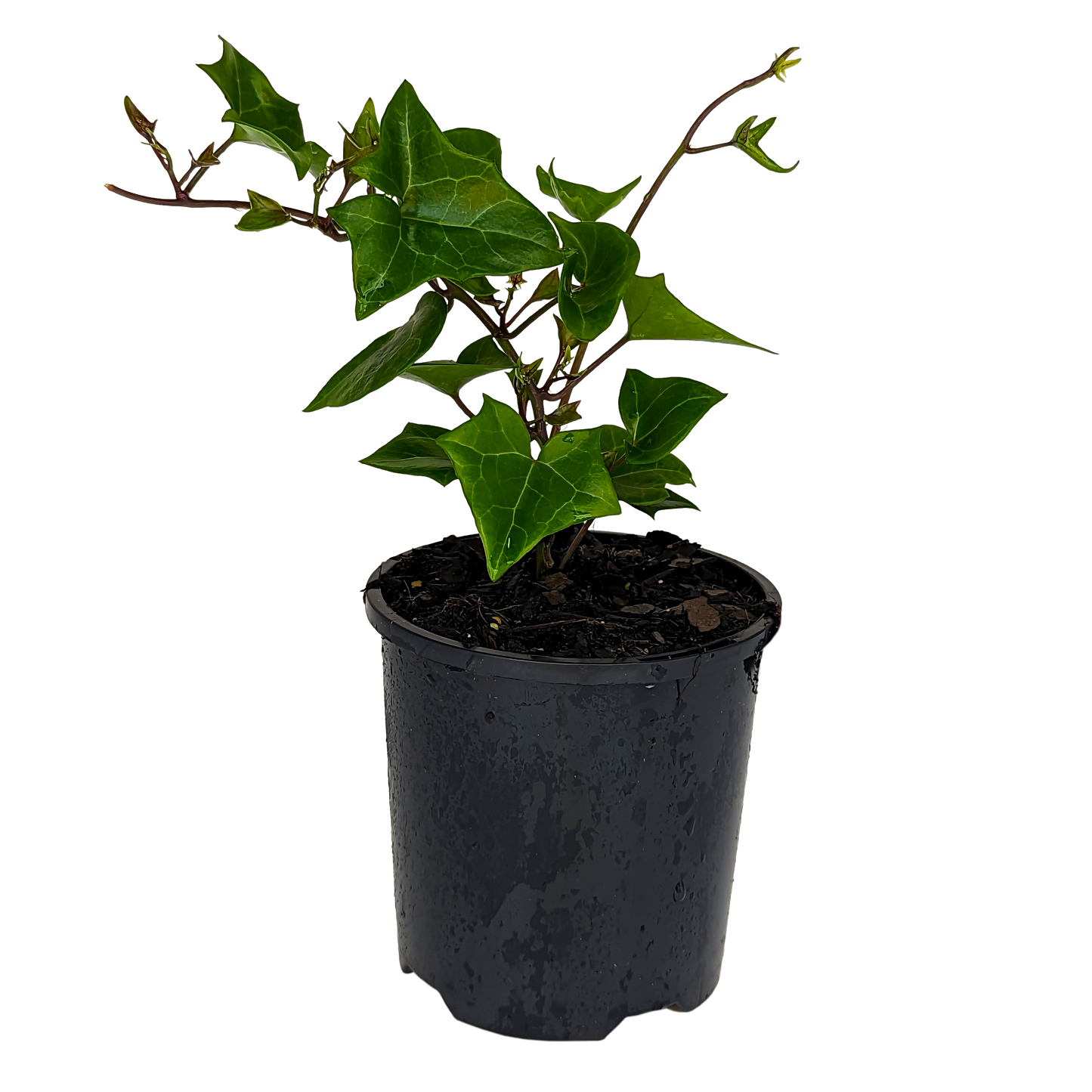 Senecio mikanioides - German Ivy 100mm Green