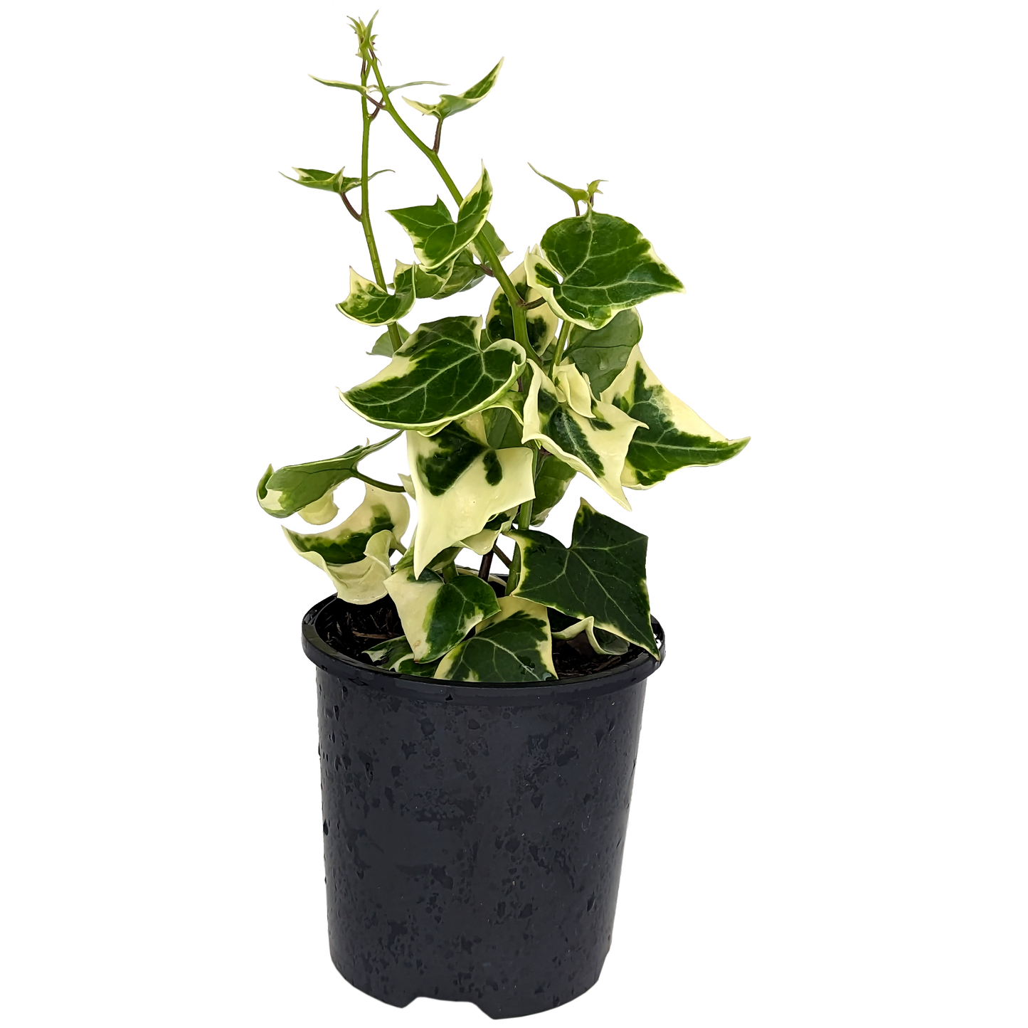 Senecio mikanioides - German Ivy 100mm Variegated