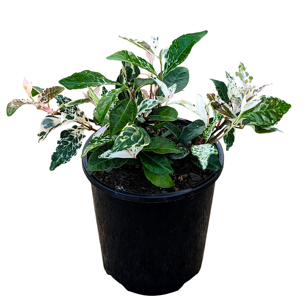 Trachelospermum Tricolour Star Jasmine Our Plant Shop