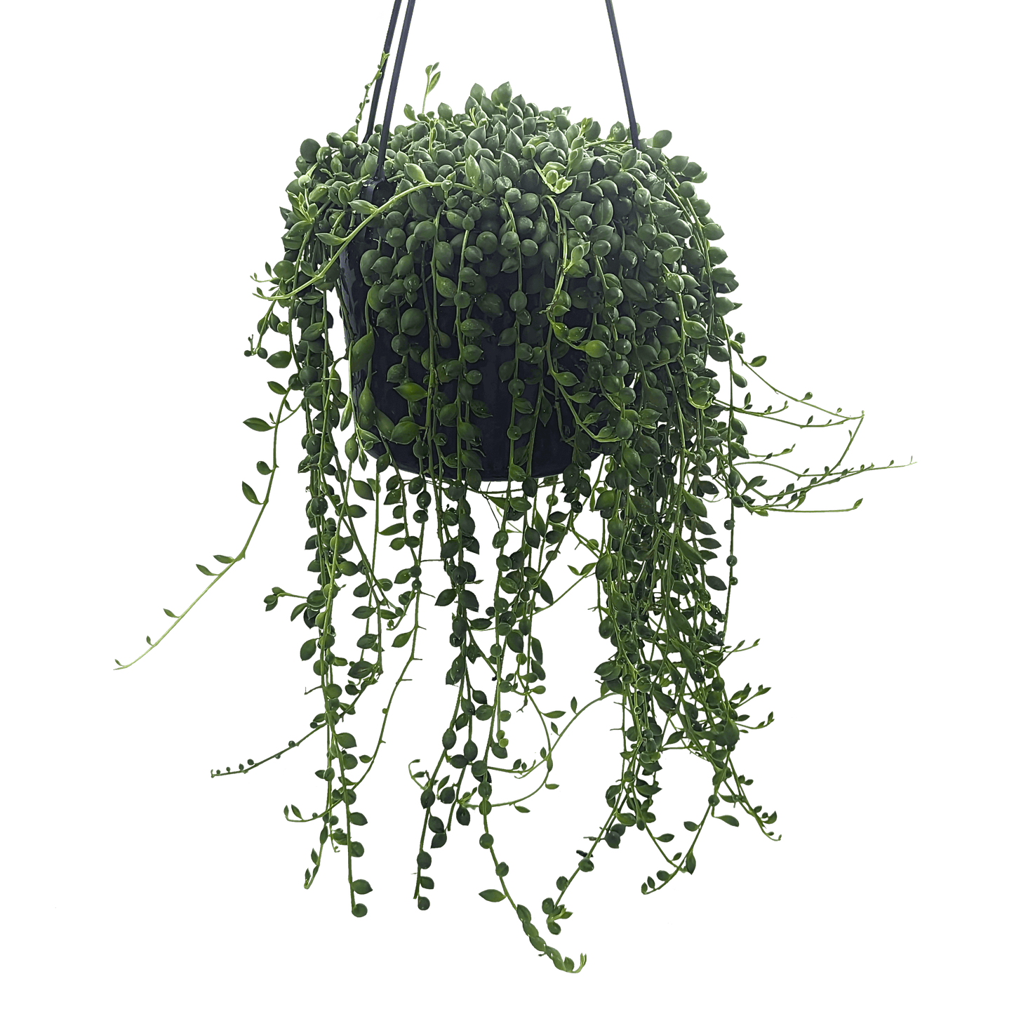 Senecio String of Lanterns 200mm