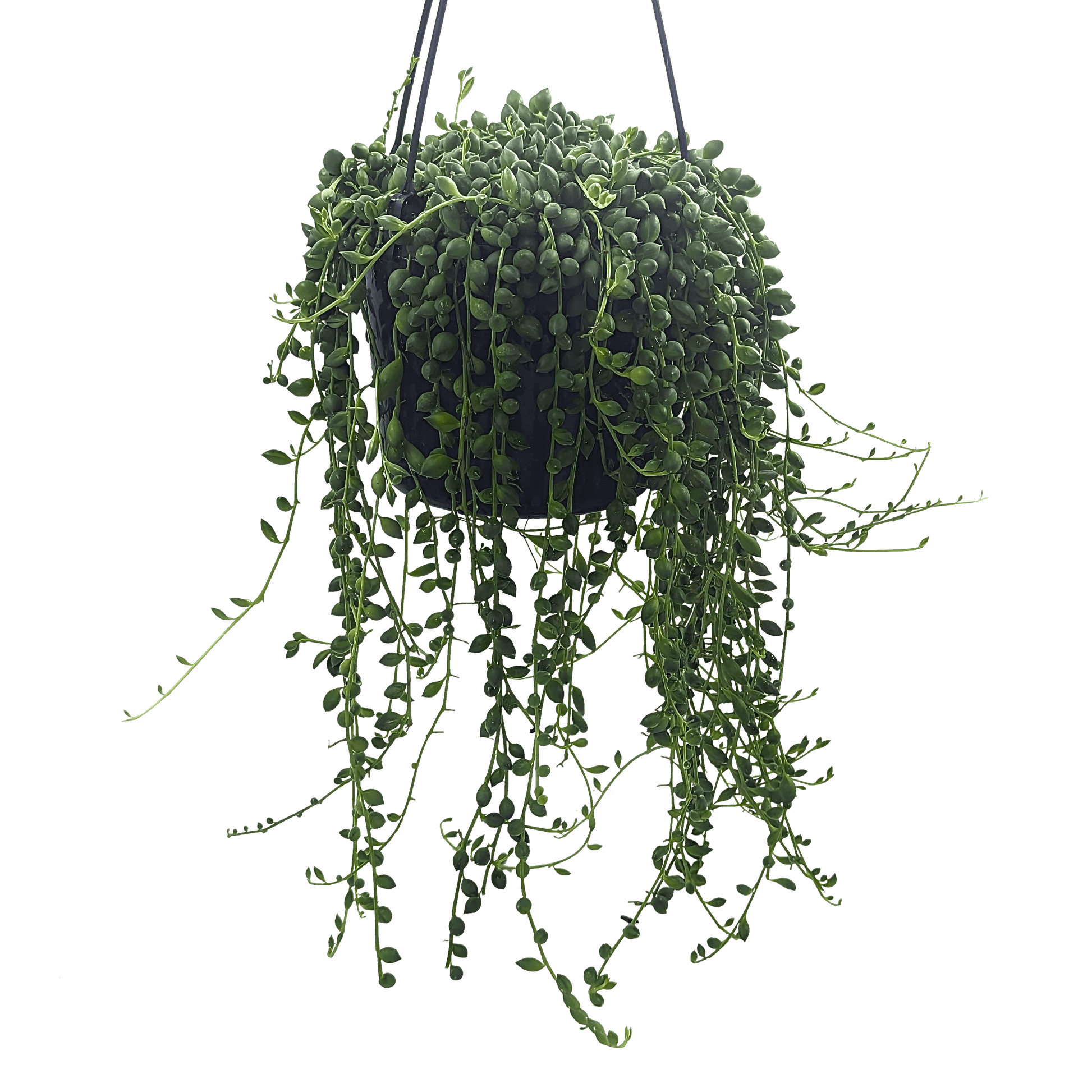 Senecio String of Lanterns 200mm