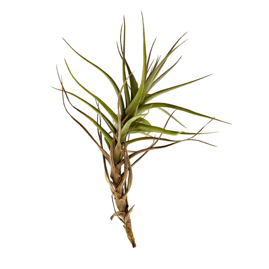 Tillandsia bergeri - Air Plant