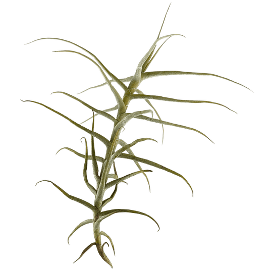 Tillandsia paleacea - Air Plant