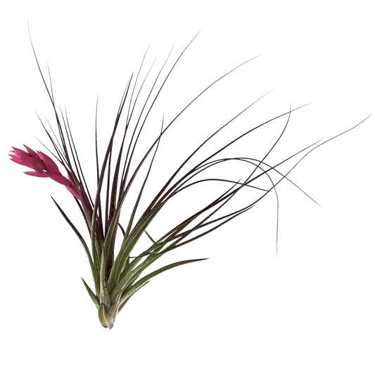 Tillandsia stricta - Air Plant