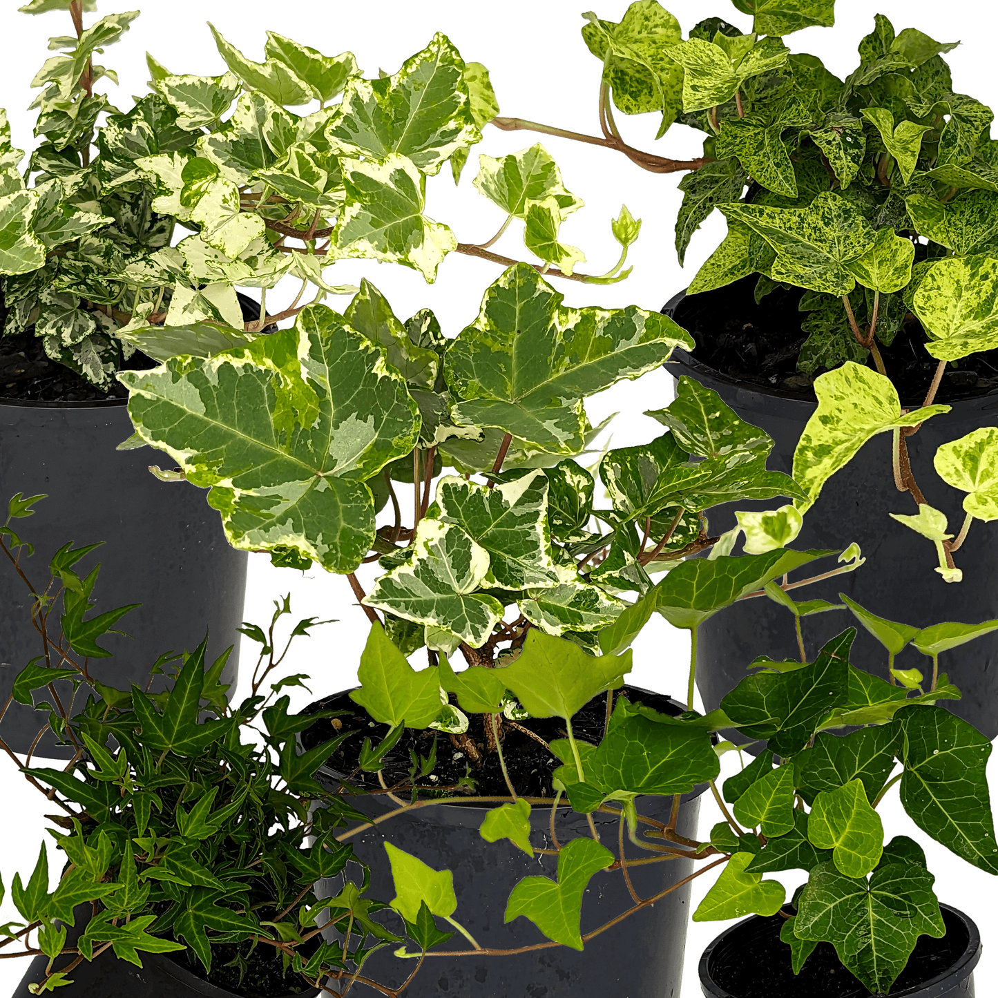 Hedera Helix