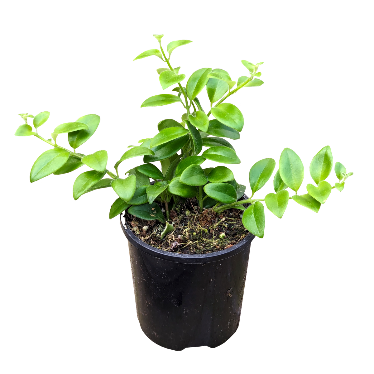 Aeschynanthus Tricolour - Lipstick Plant 100mm