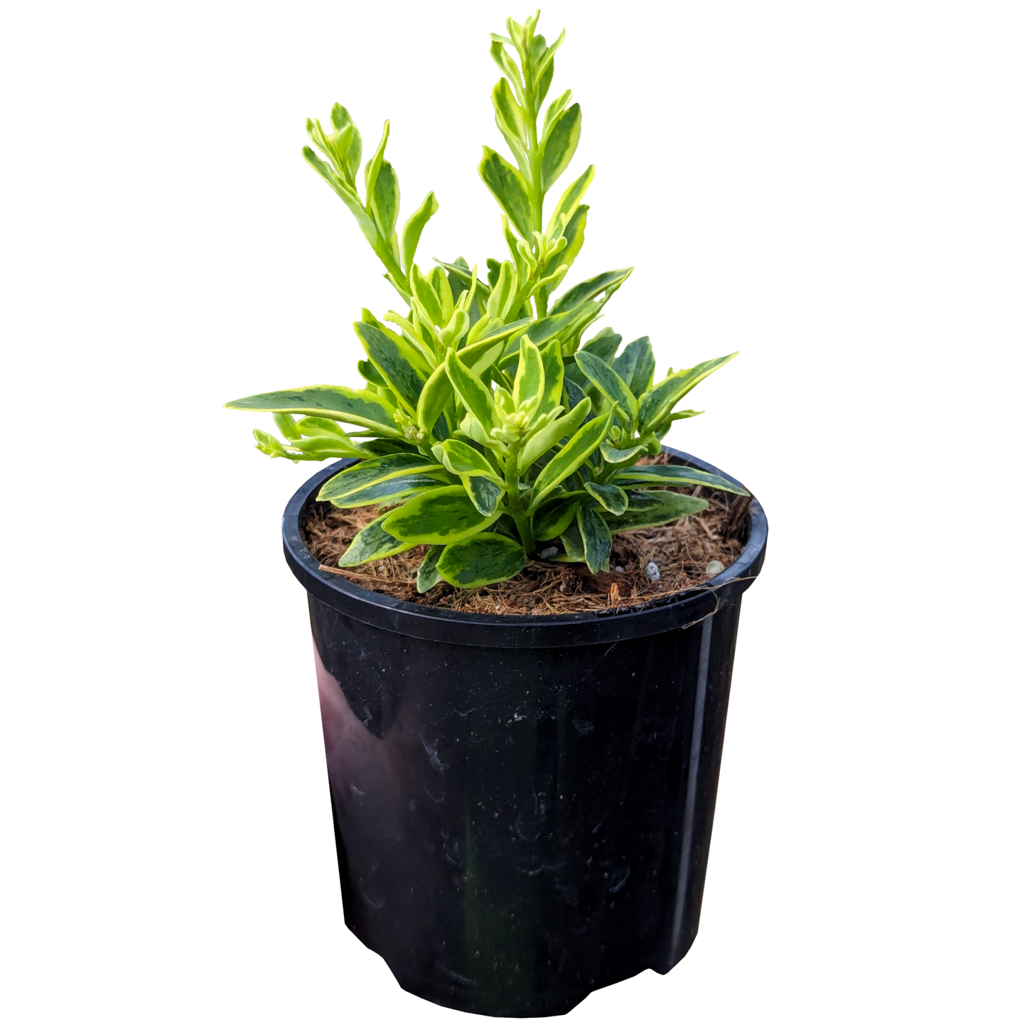 Aeschynanthus Variegated. Green succulent oblong leaves with yellow edges in pot.
