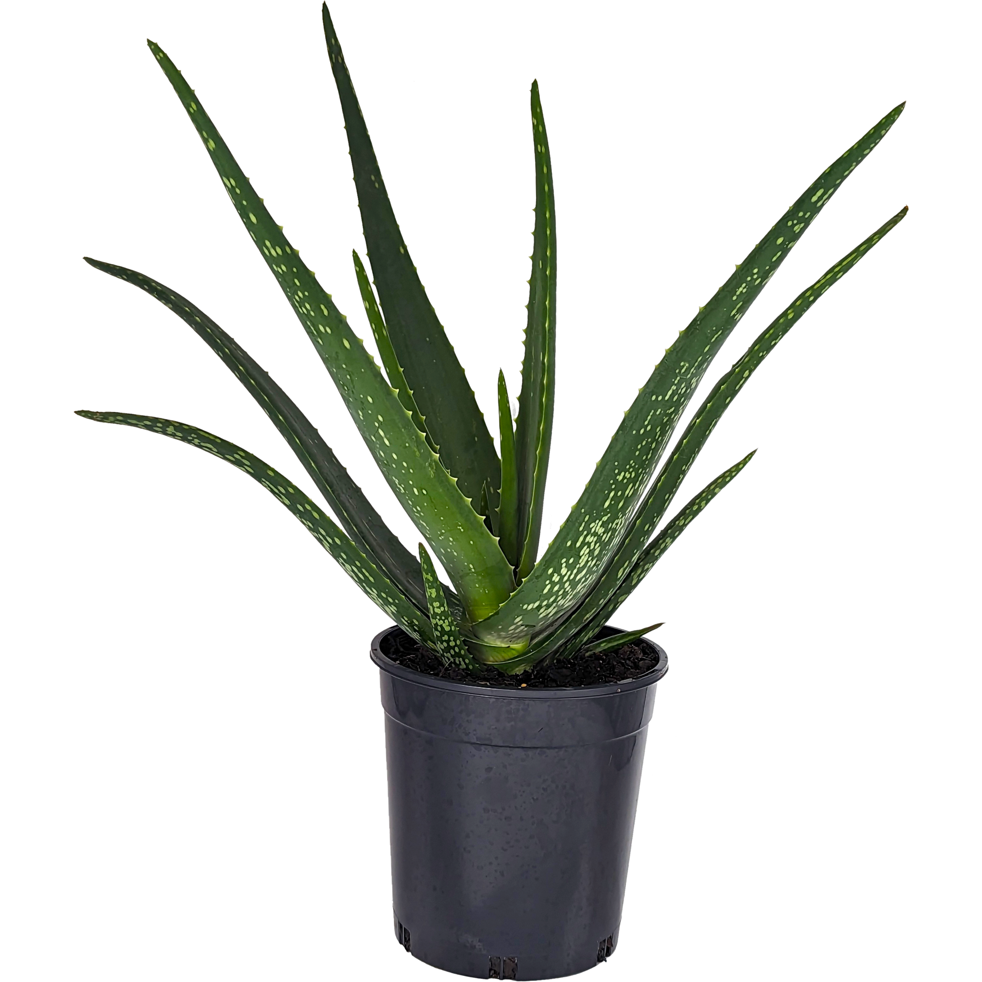 Aloe barbadensis miller - Aloe vera 175mm