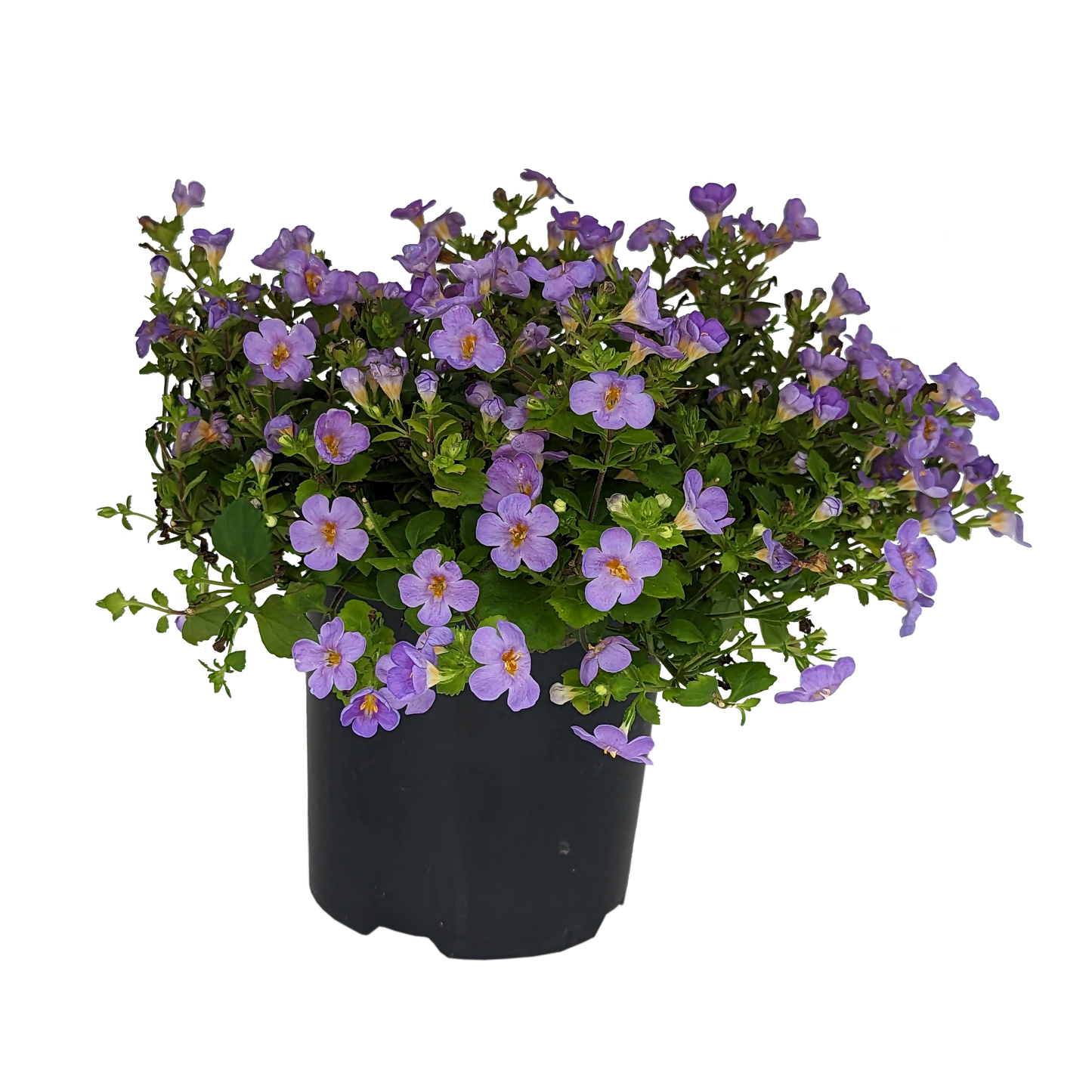 small purple flowering trailing bacopa in pot