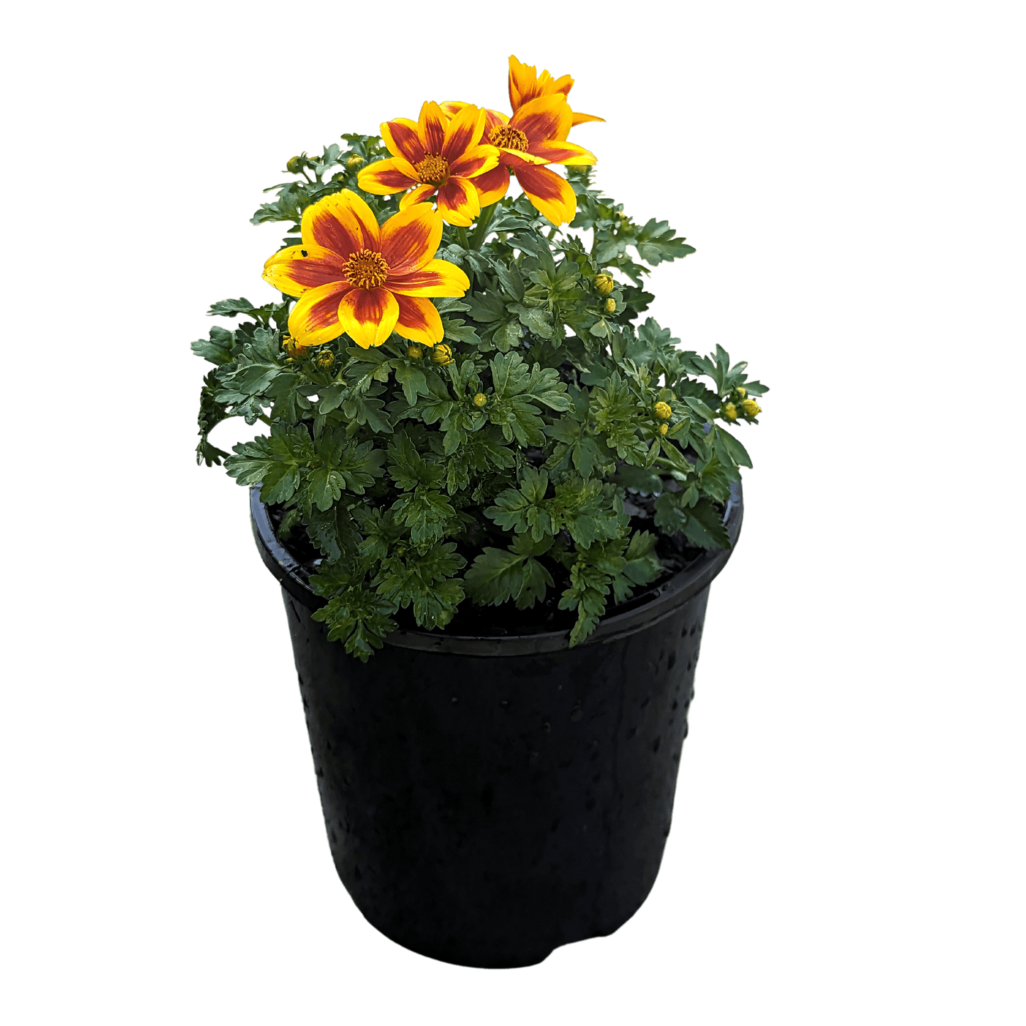 Bidens ferulifolia - Burr Marigold Yellow/Red, 140mm
