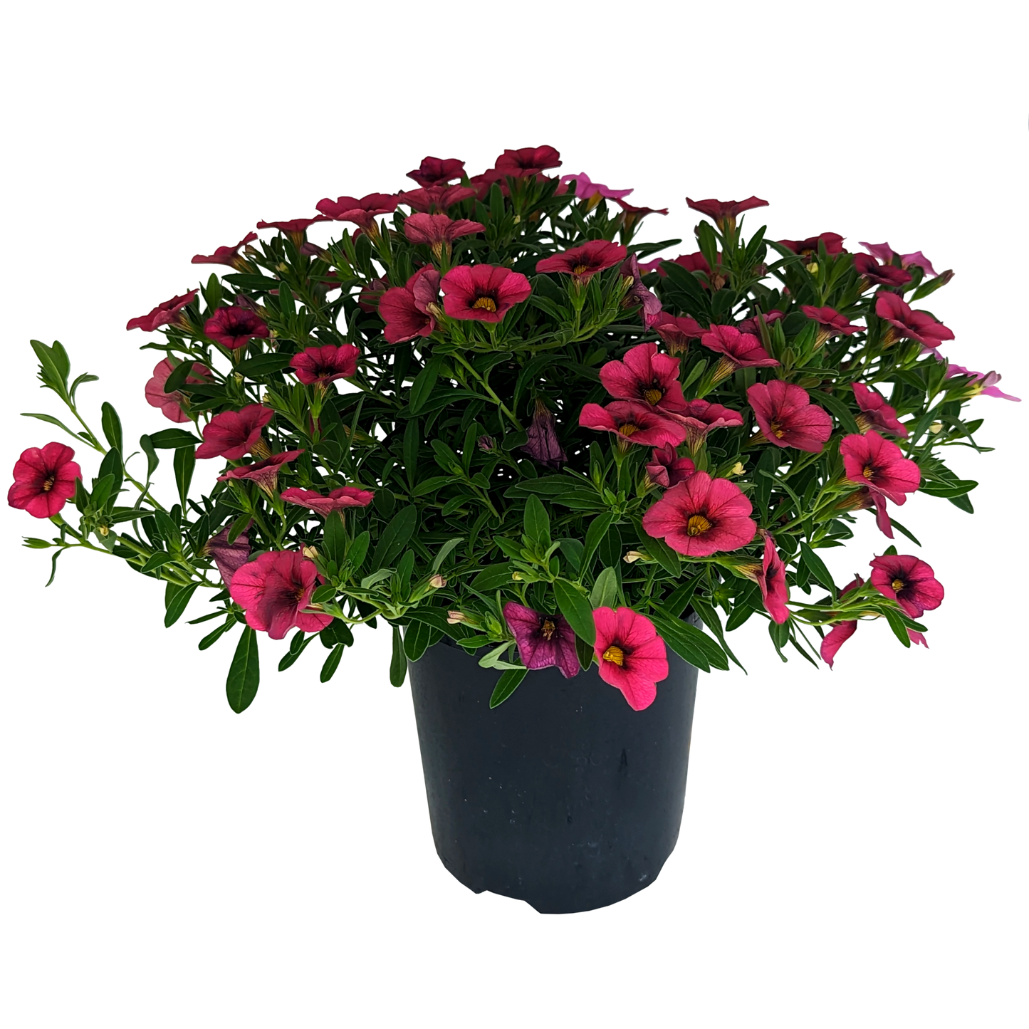 Calibrachoa Red
