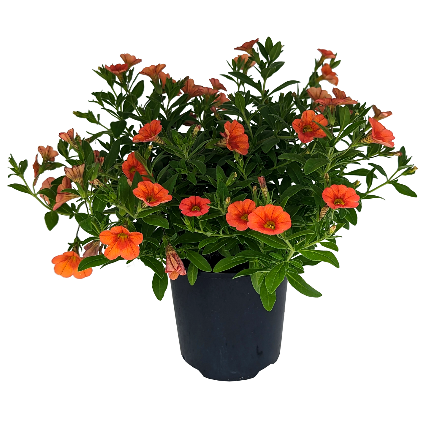 Calibrachoa Orange