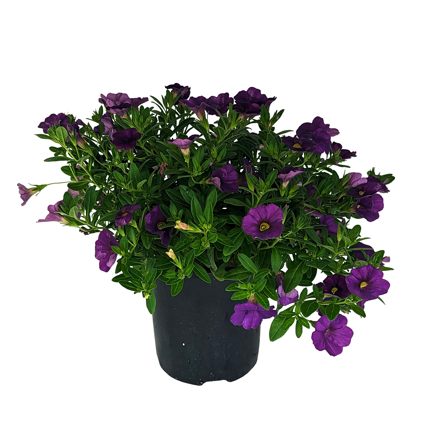 Calibrachoa Purple